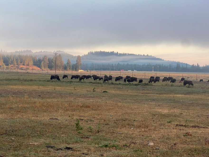Bison at Blanchard Valley Ranch