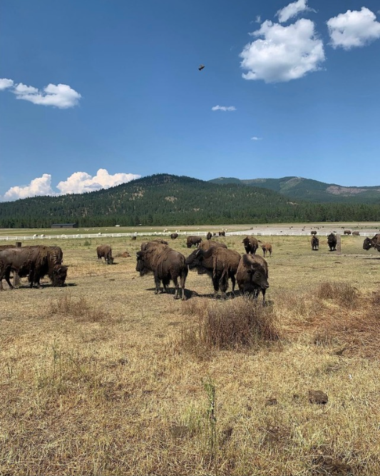 Bison Hunts at Blanchard Valley Ranch