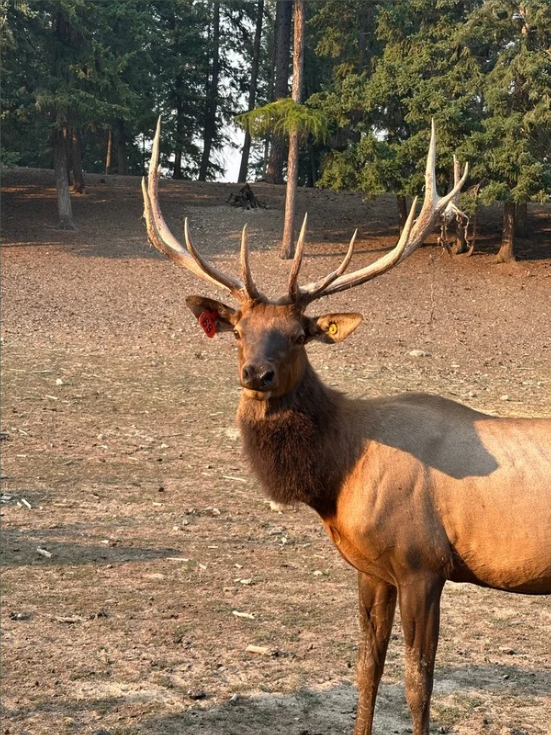 Elk Hunts at Blanchard Valley Ranch