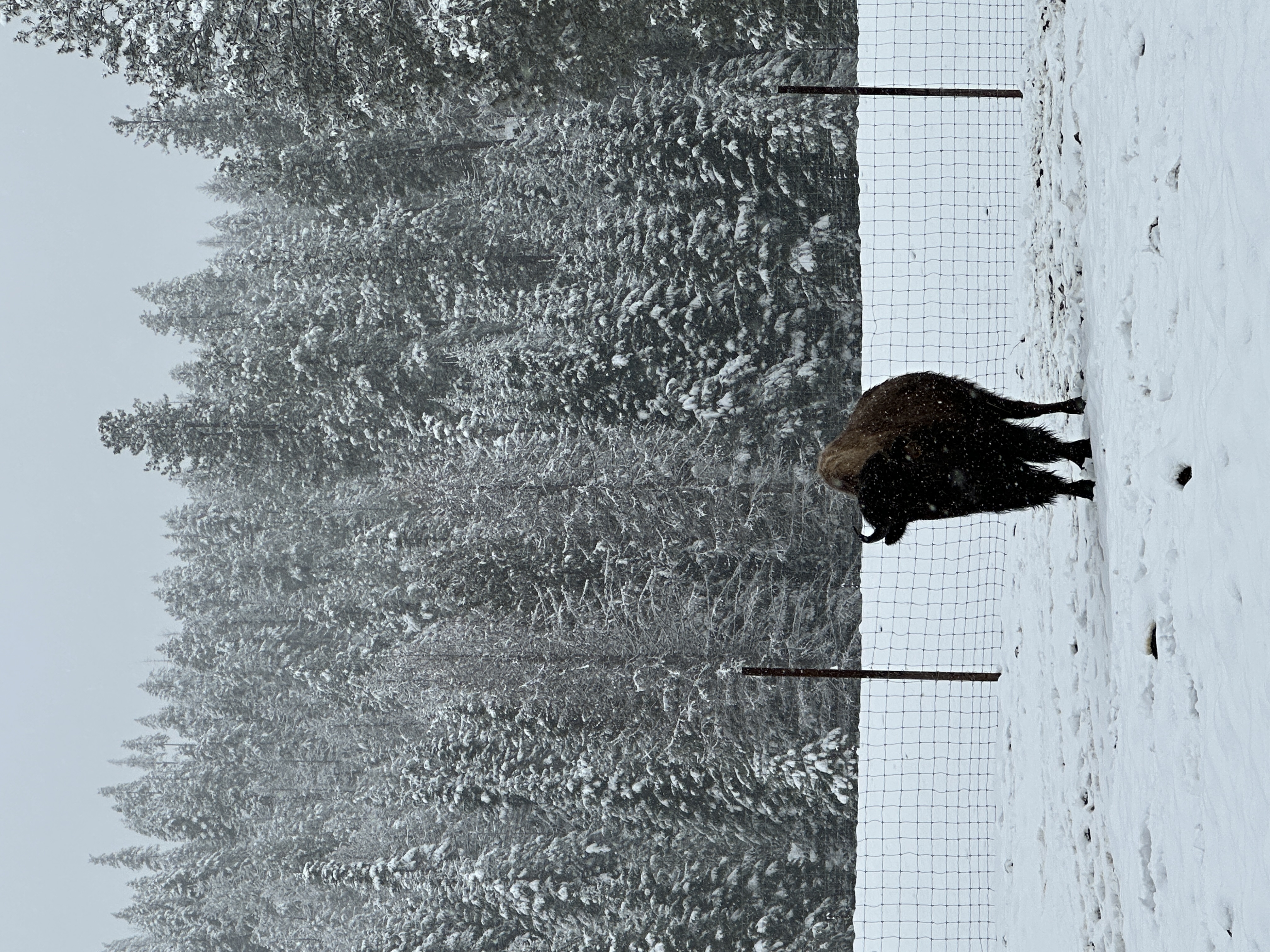 Bison photo 1