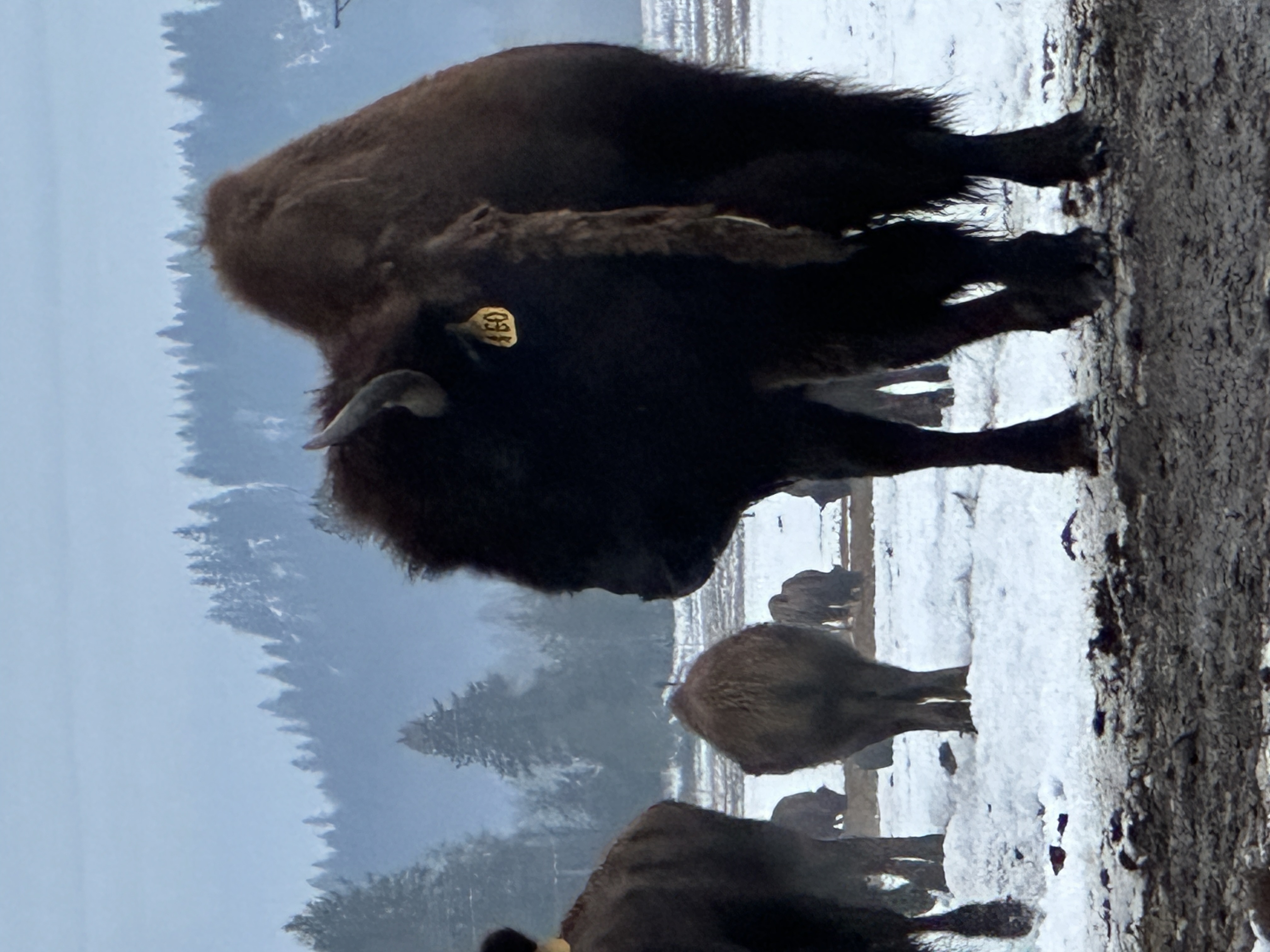 Bison photo 10