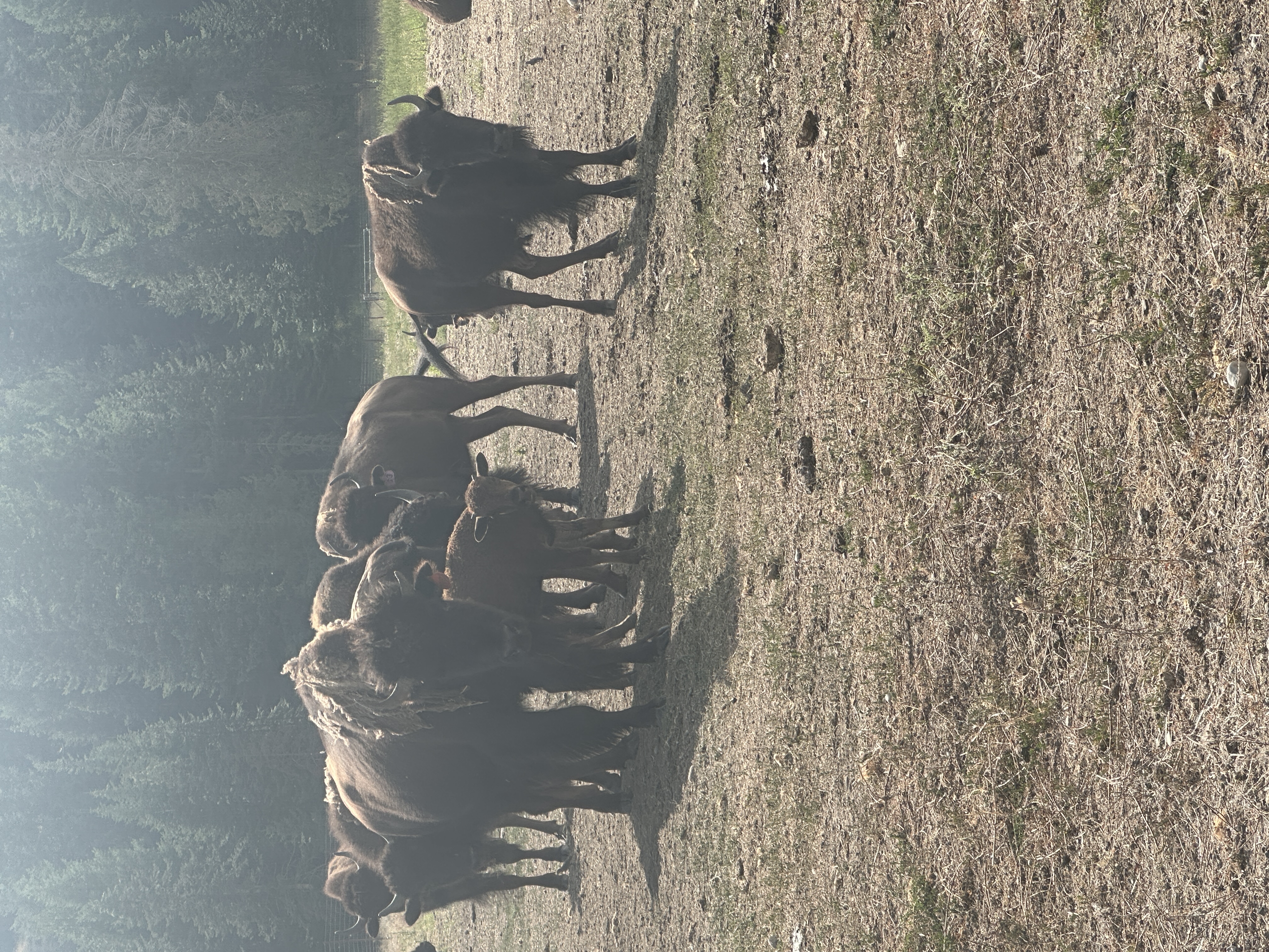Bison photo 11