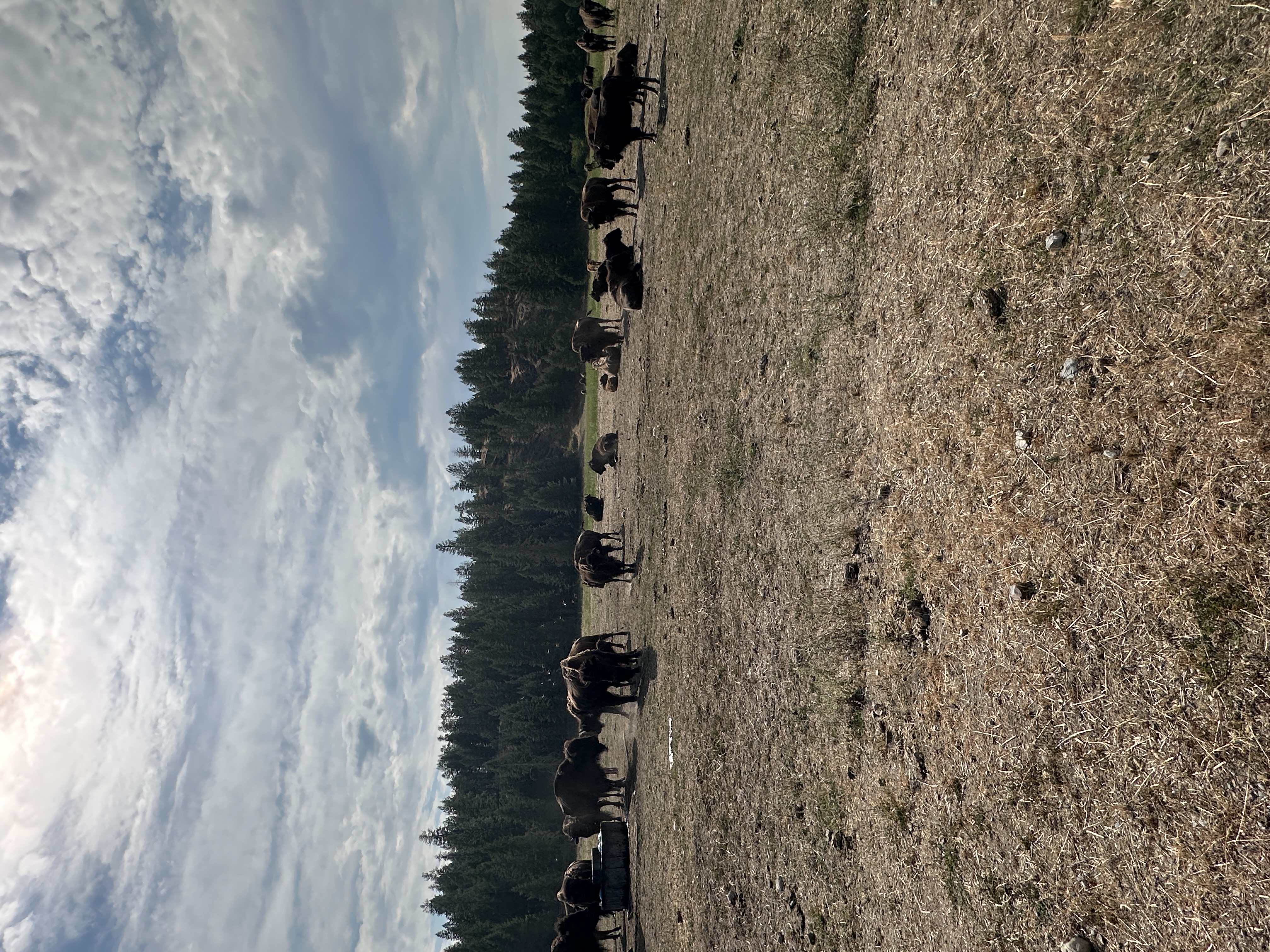 Bison photo 12