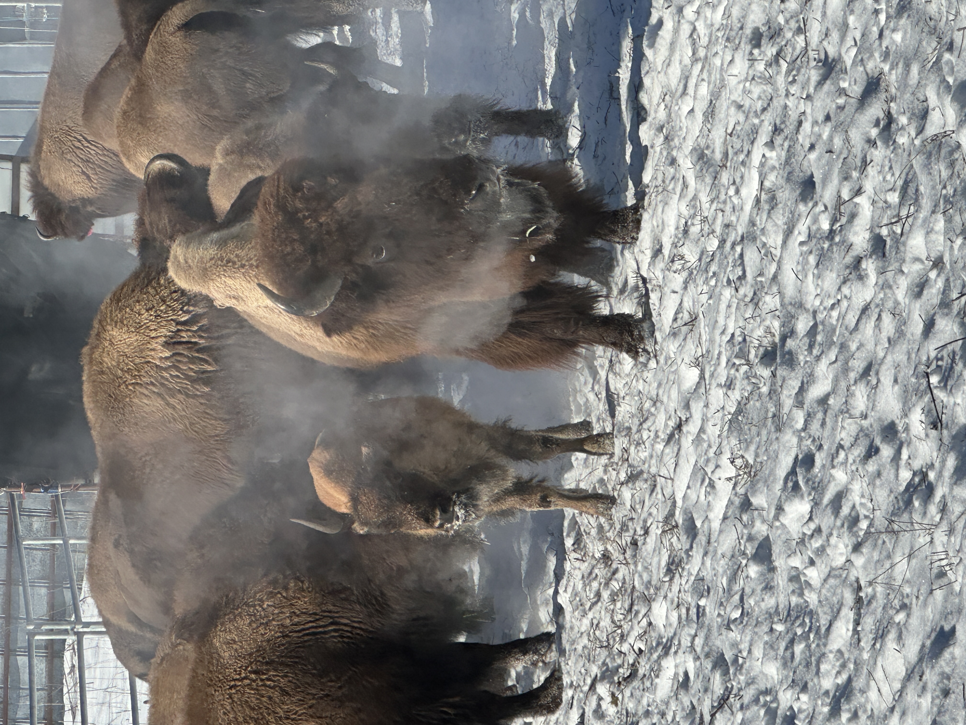 Bison photo 13