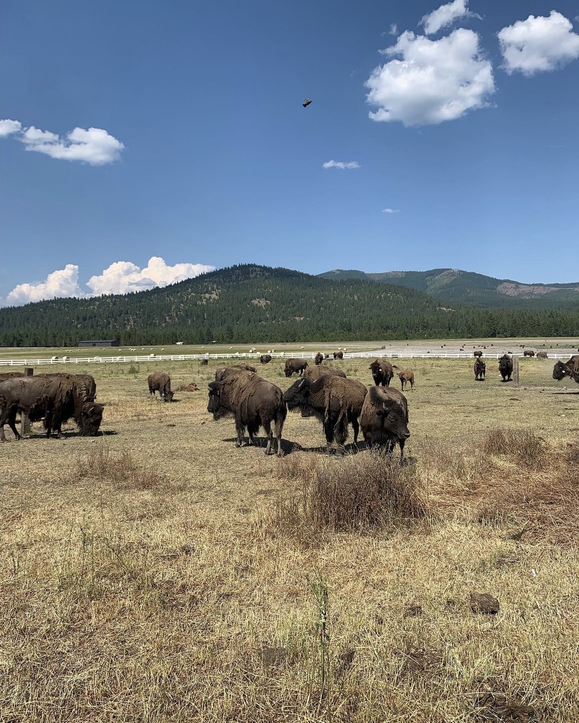 Bison photo 14
