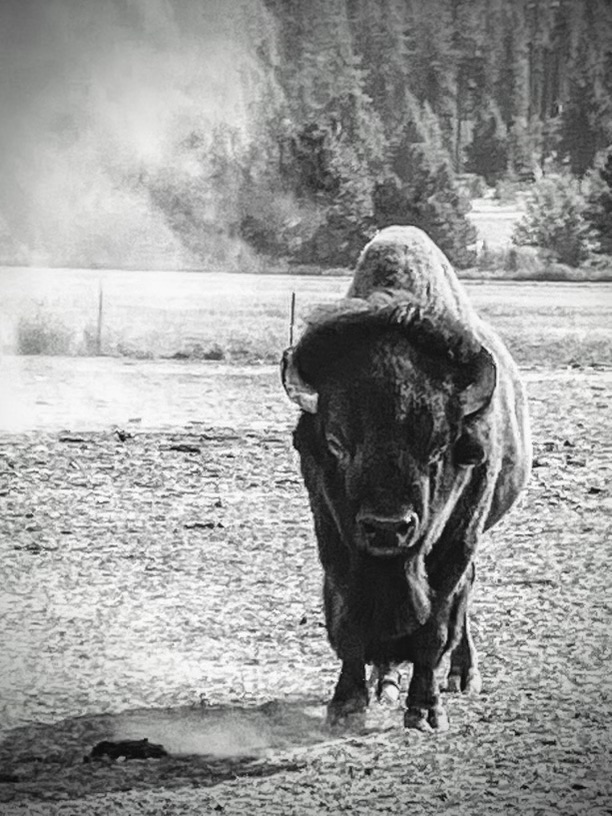 Bison photo 15