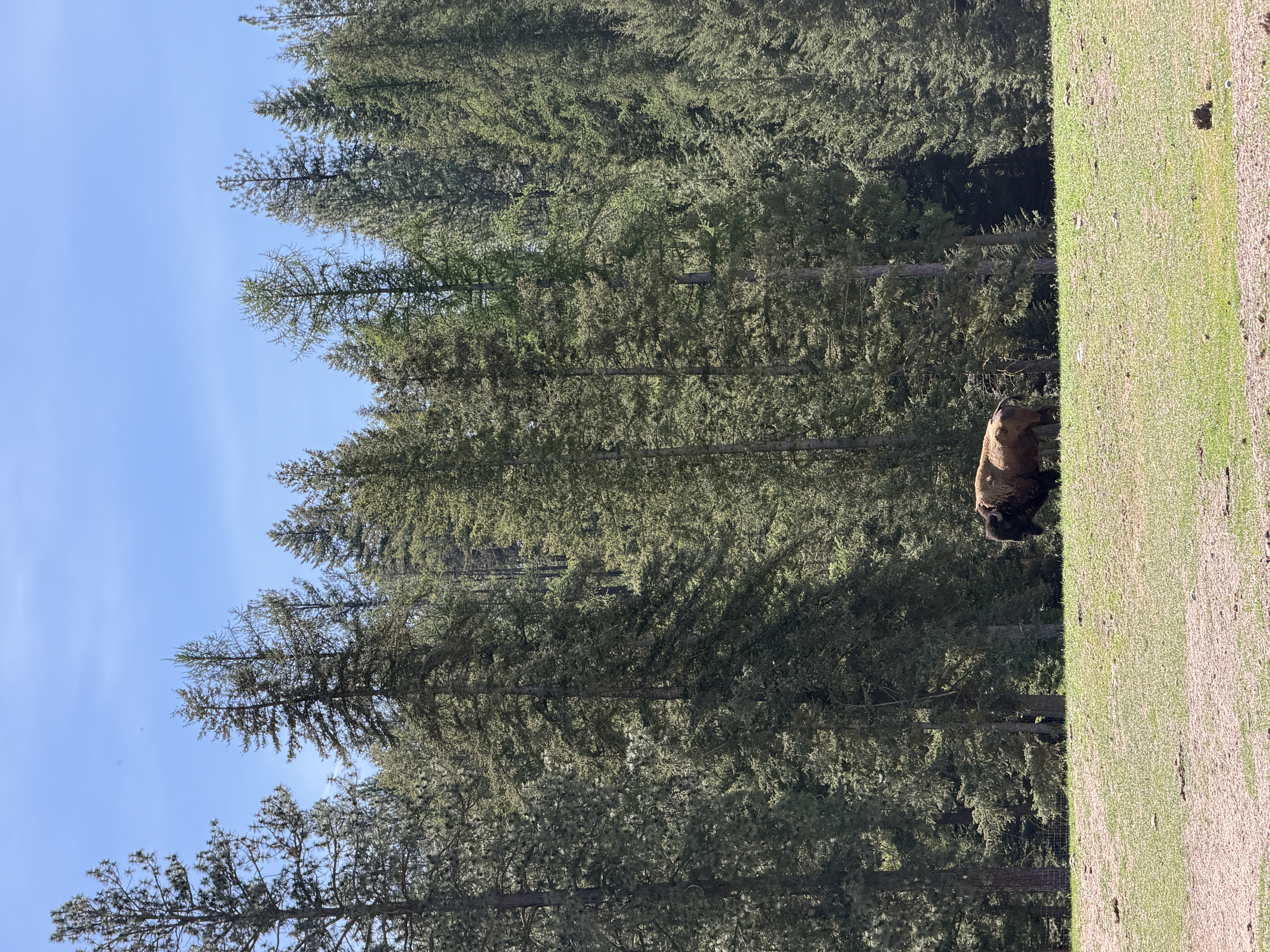 Bison photo 16