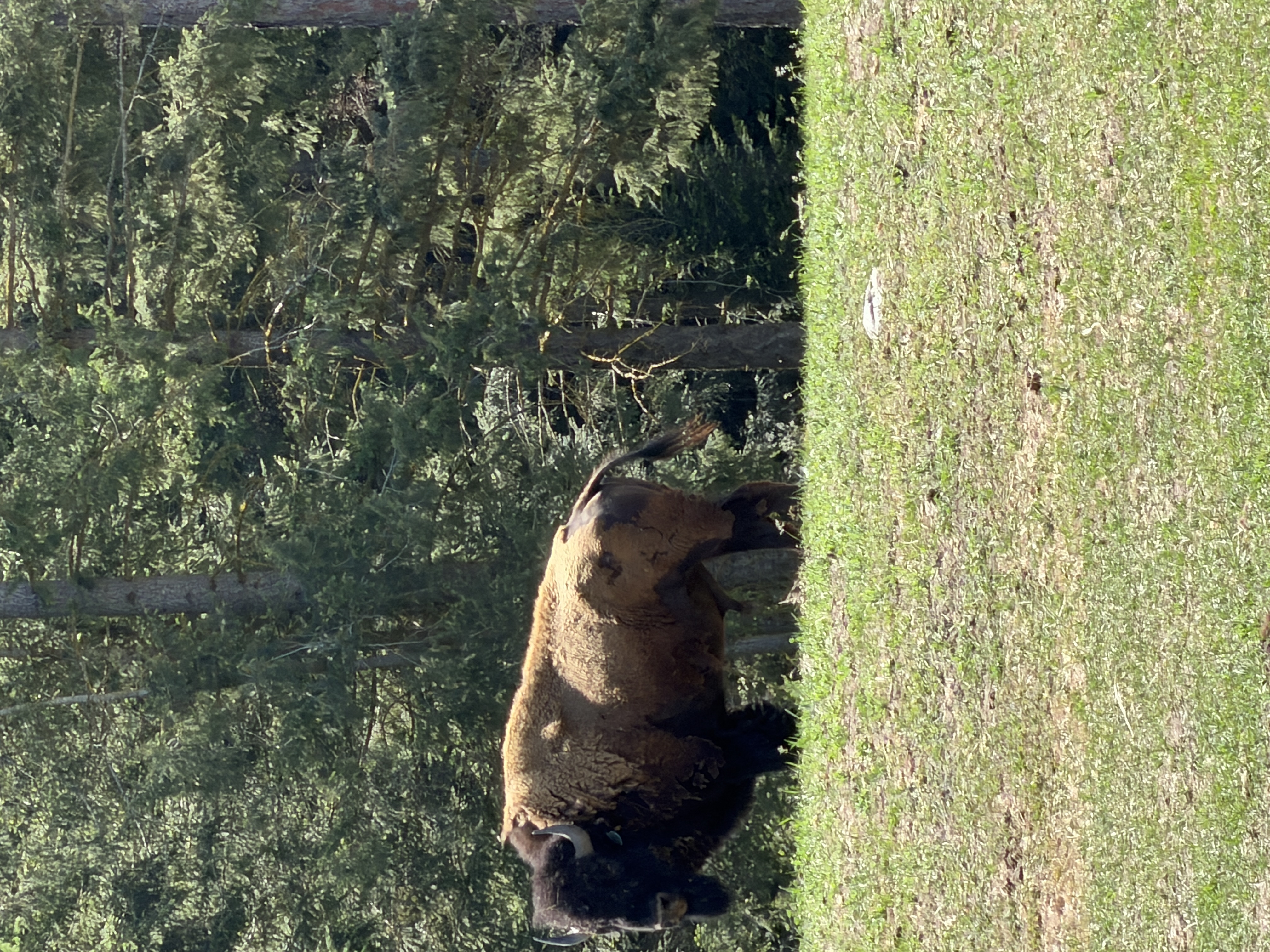 Bison photo 17