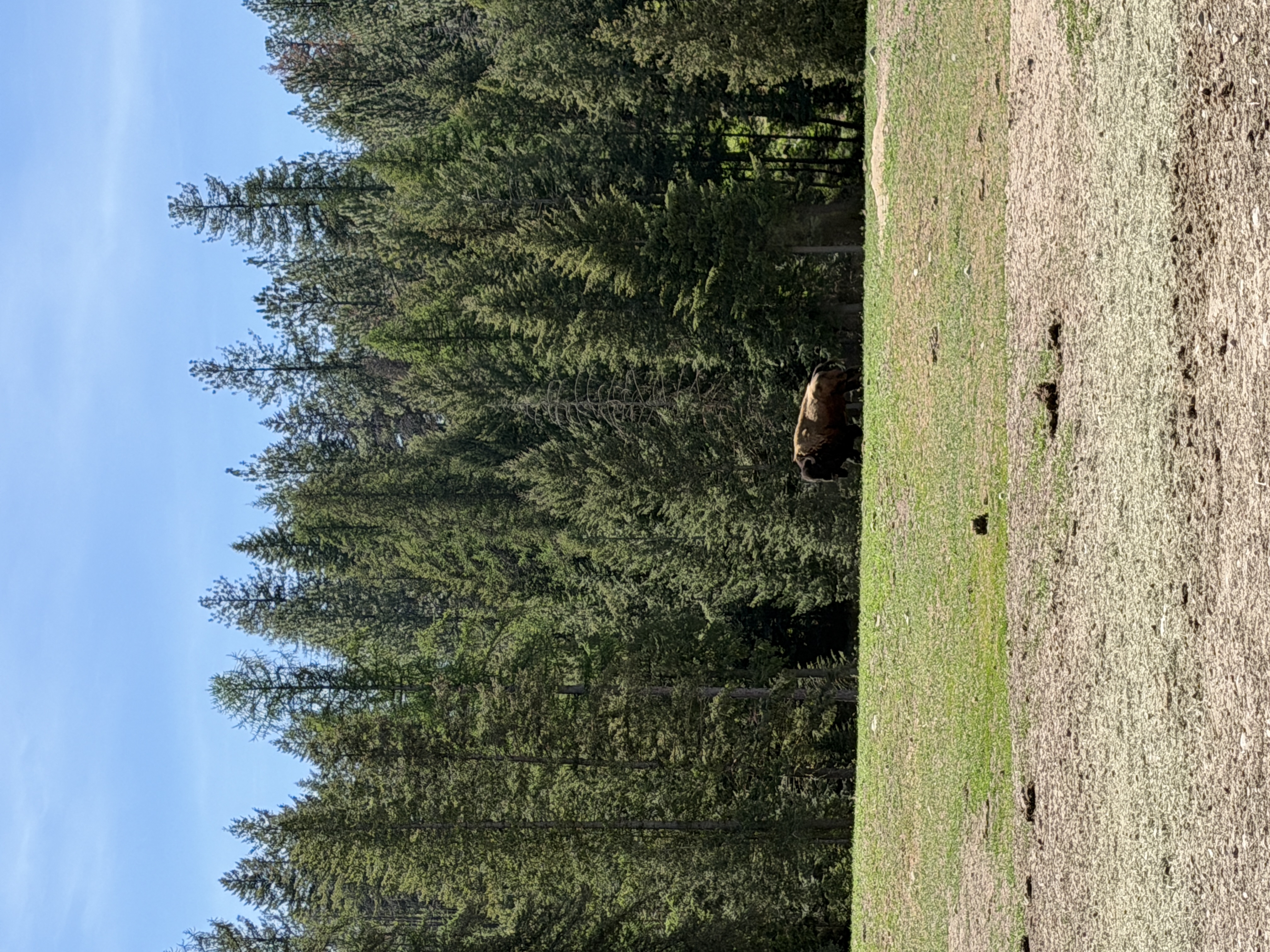 Bison photo 18
