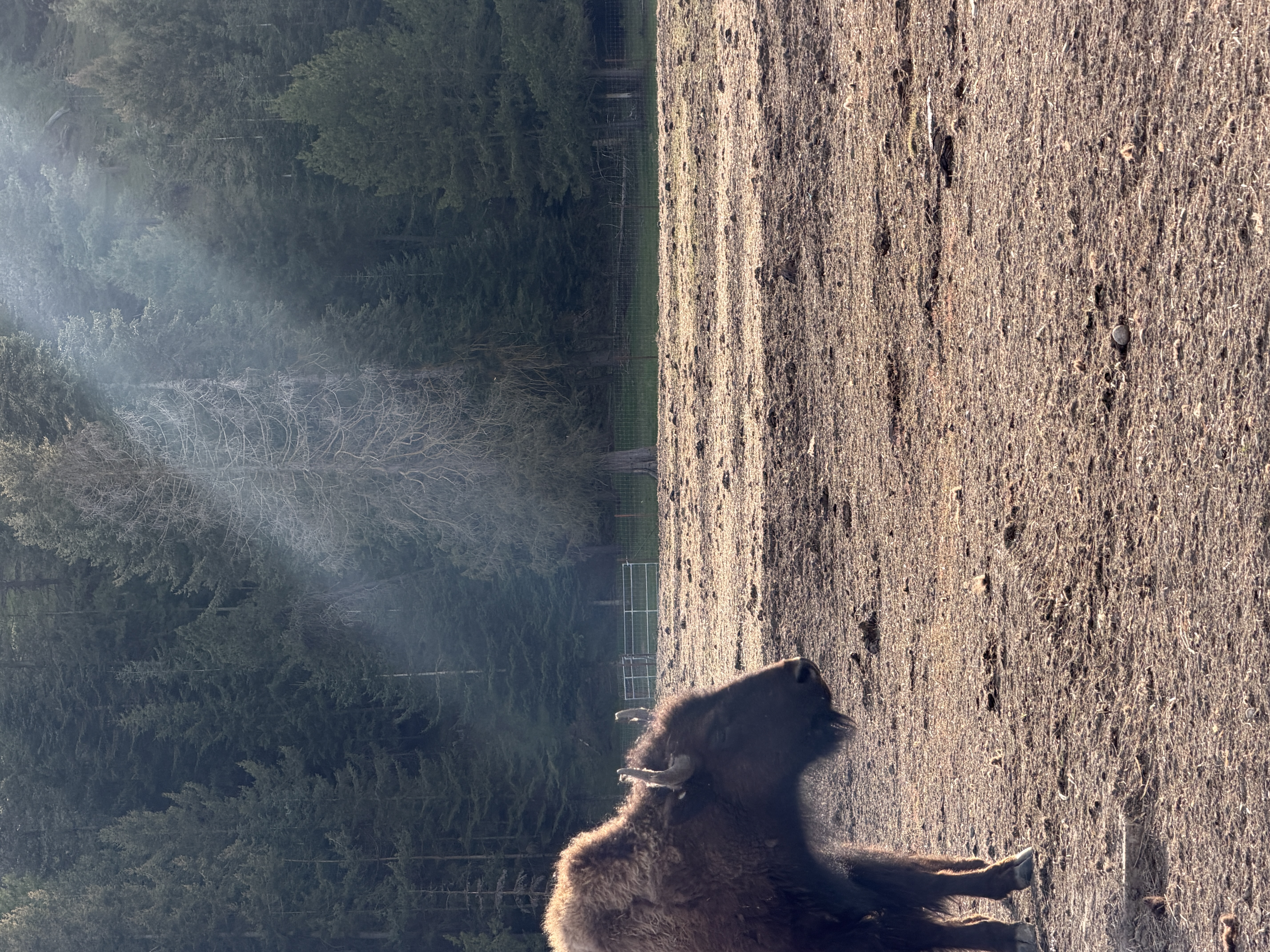 Bison photo 19