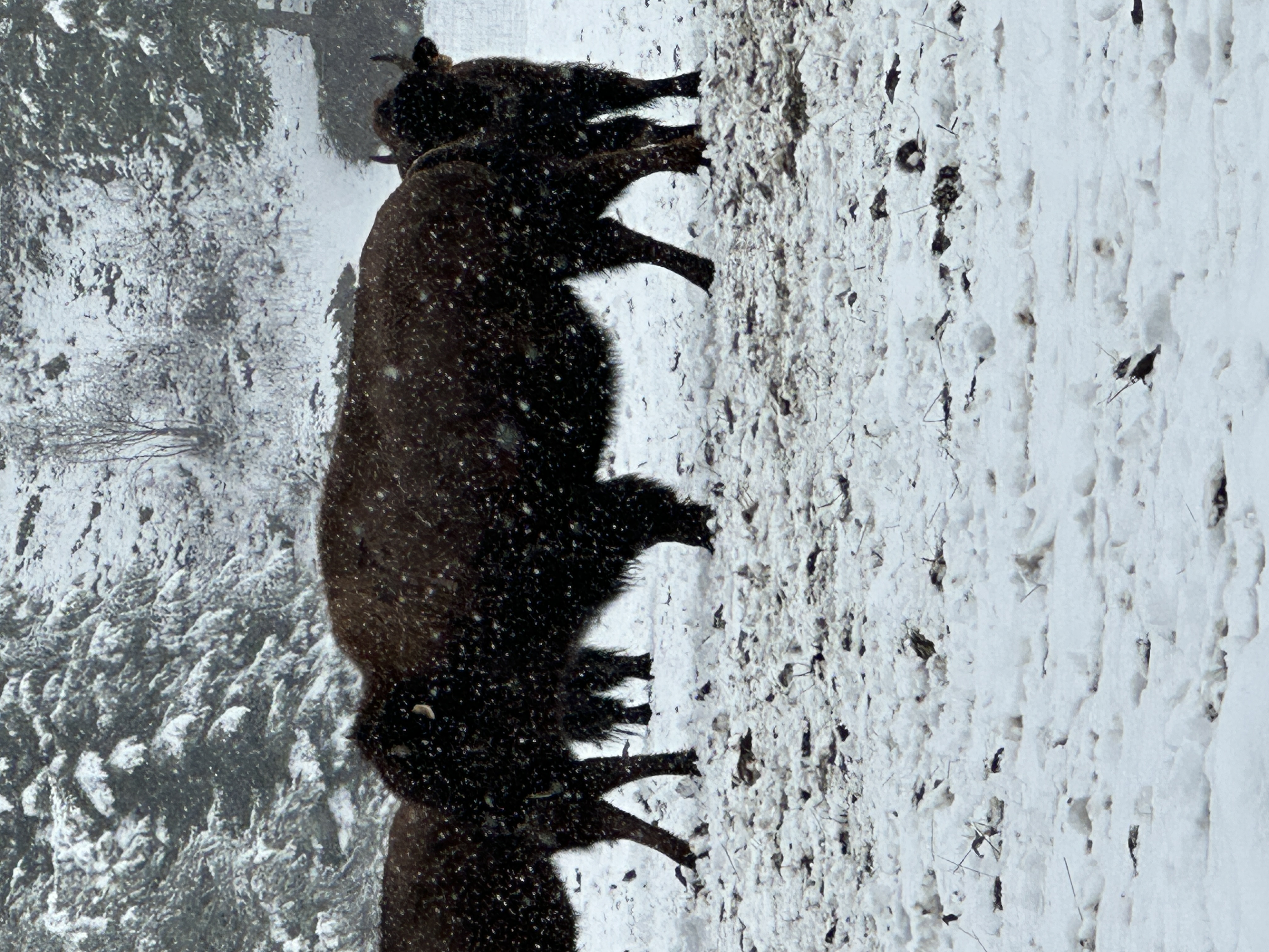 Bison photo 2