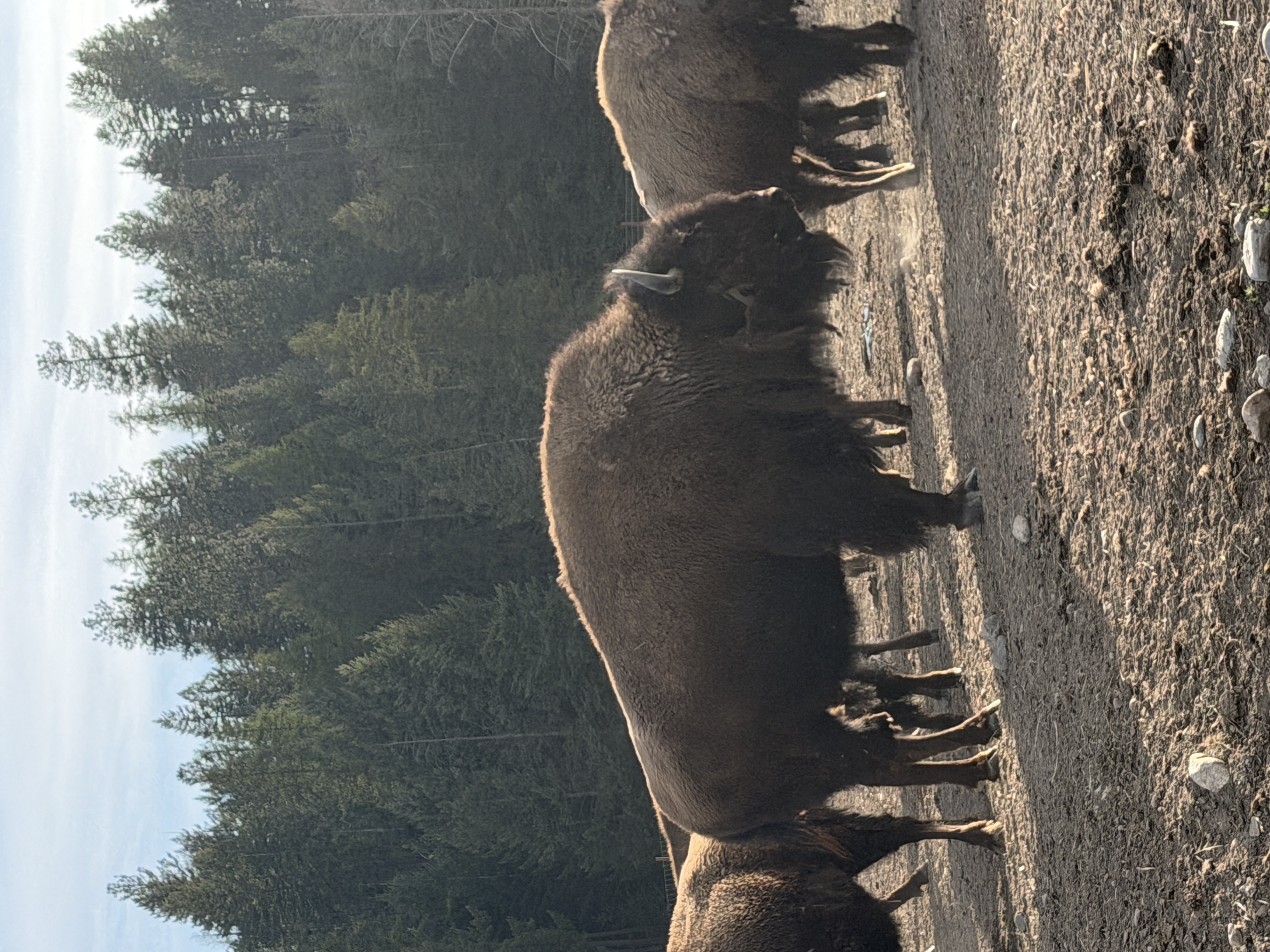 Bison photo 20
