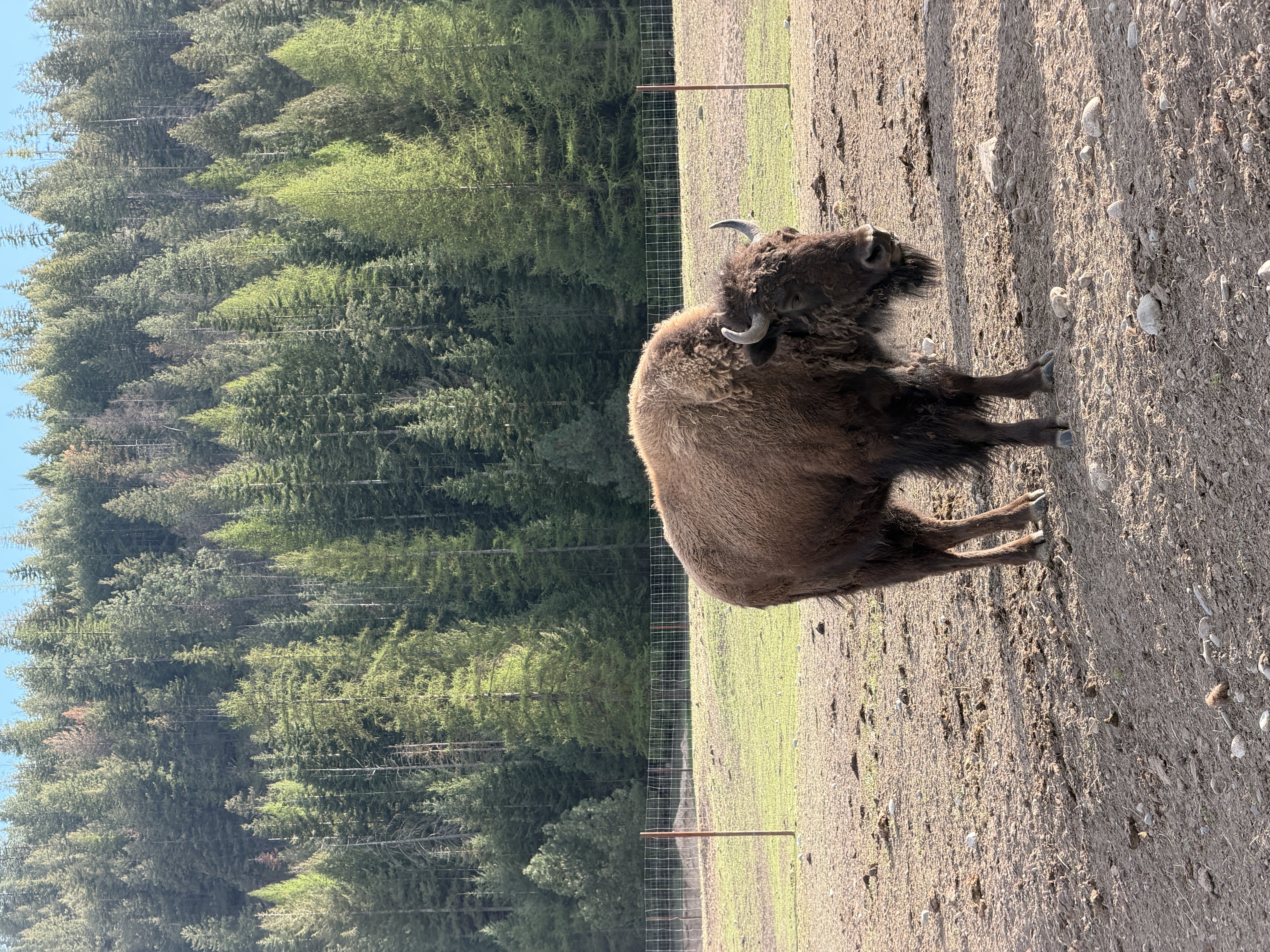 Bison photo 21