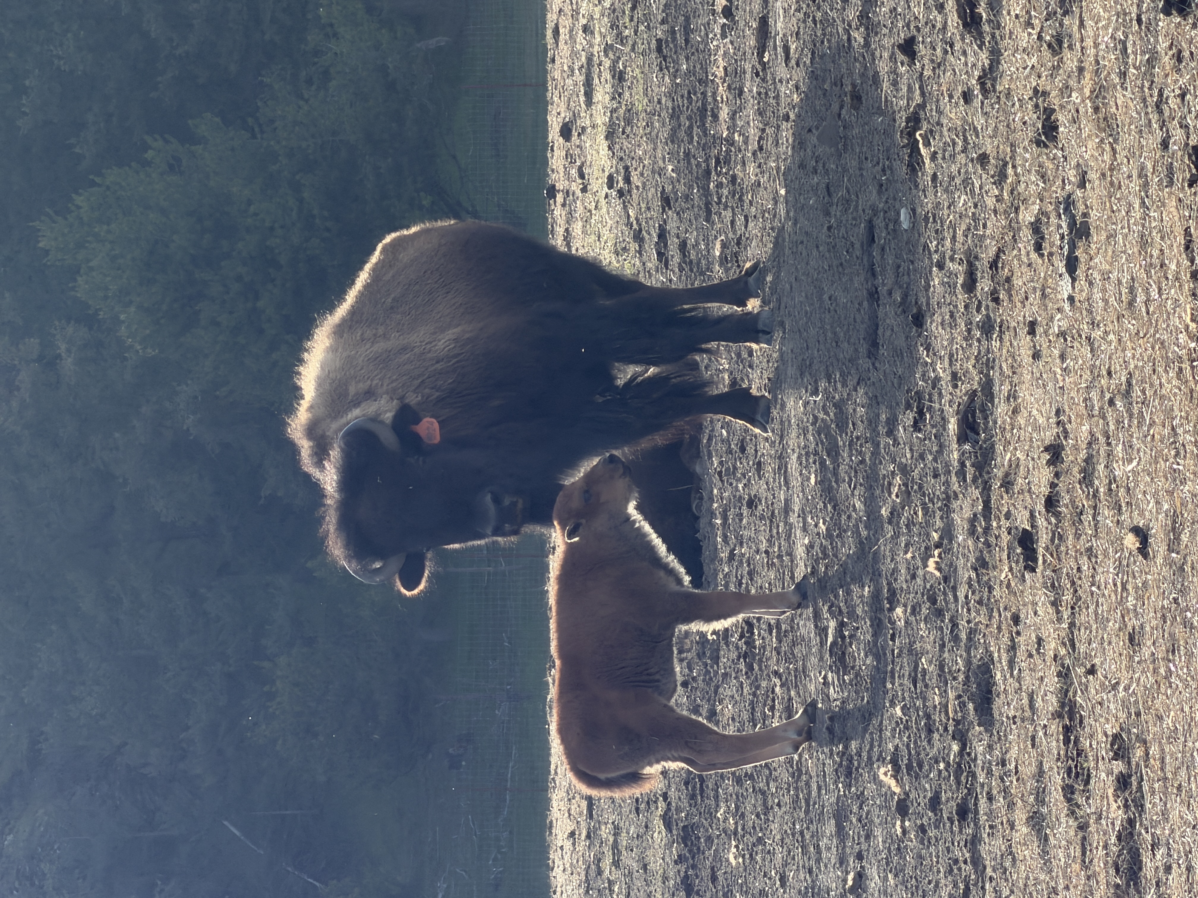Bison photo 22