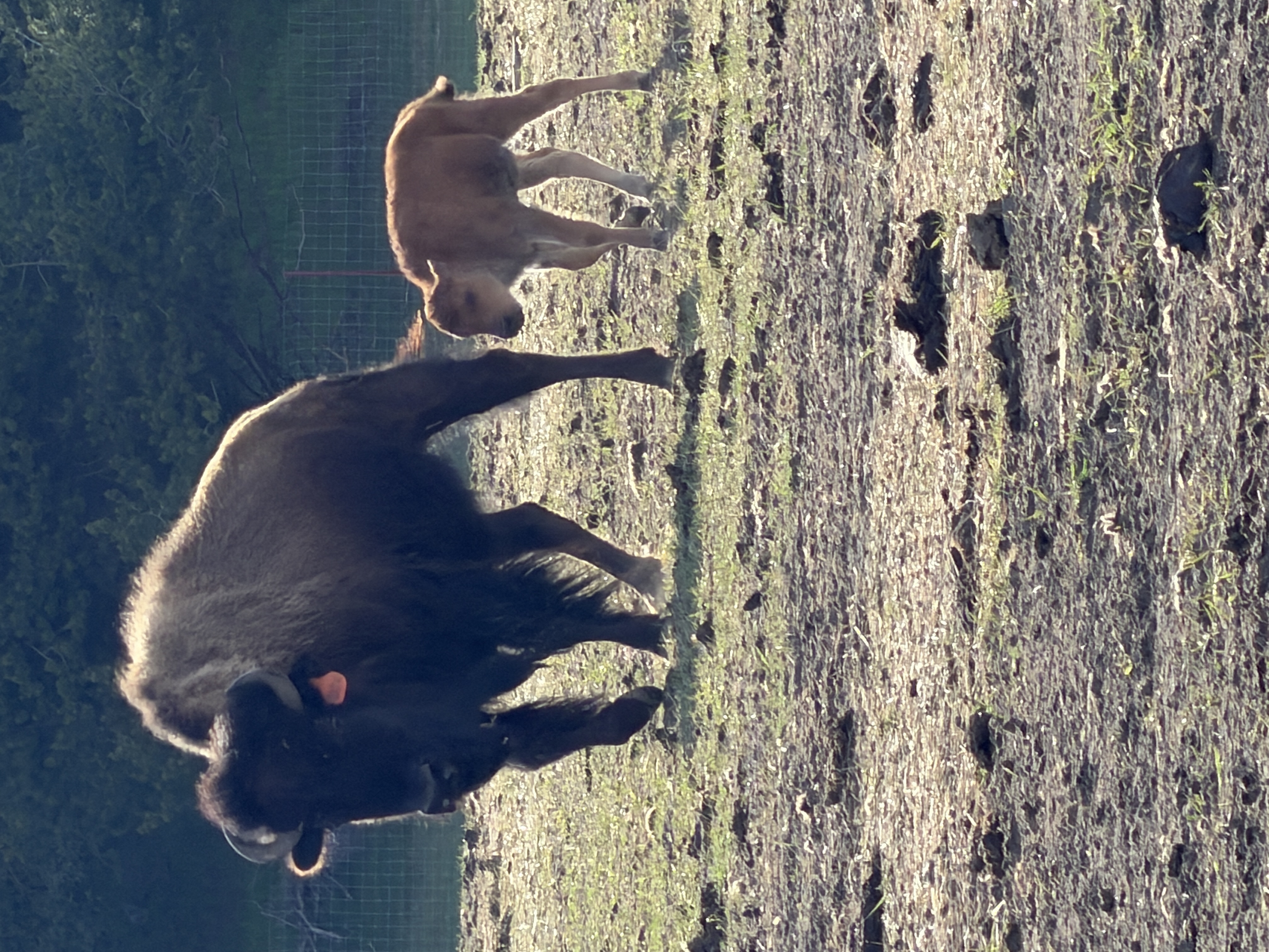 Bison photo 23