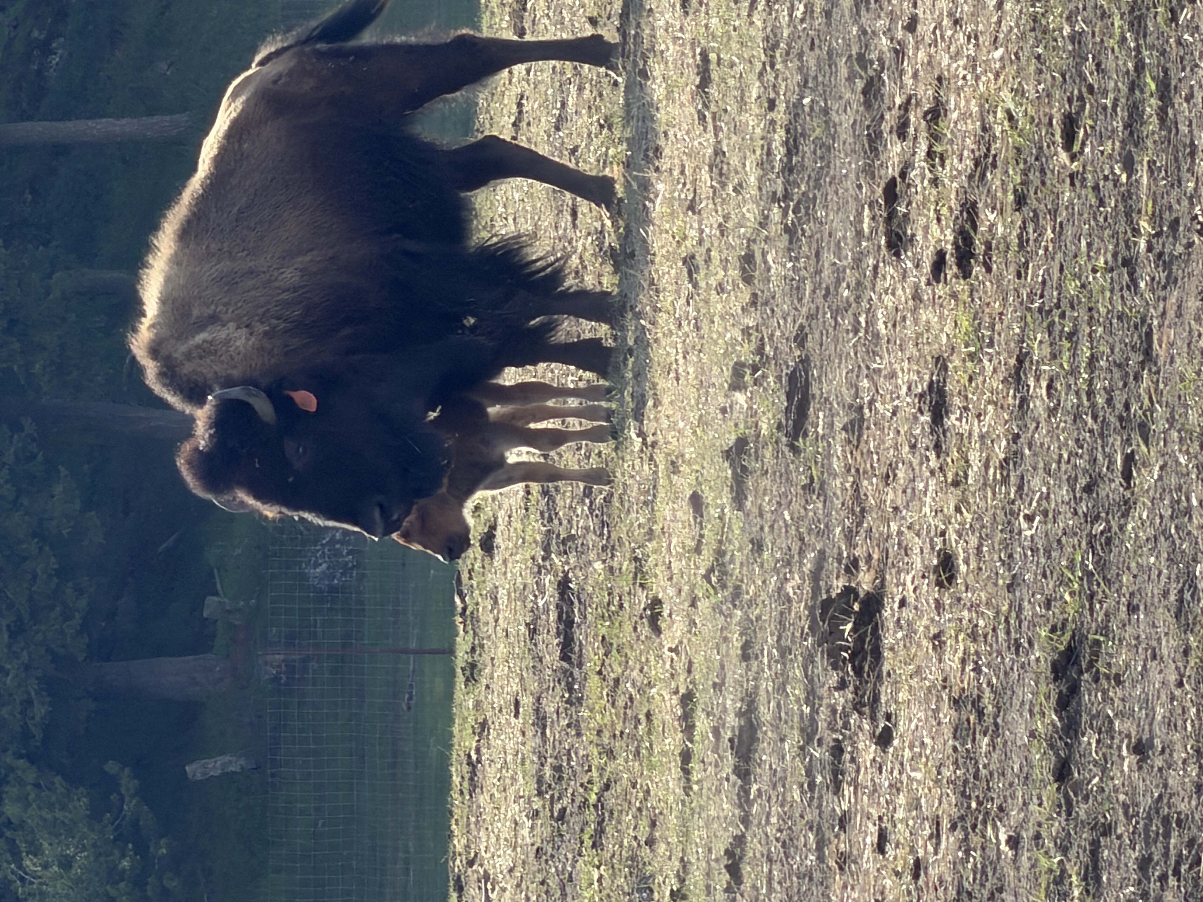 Bison photo 24