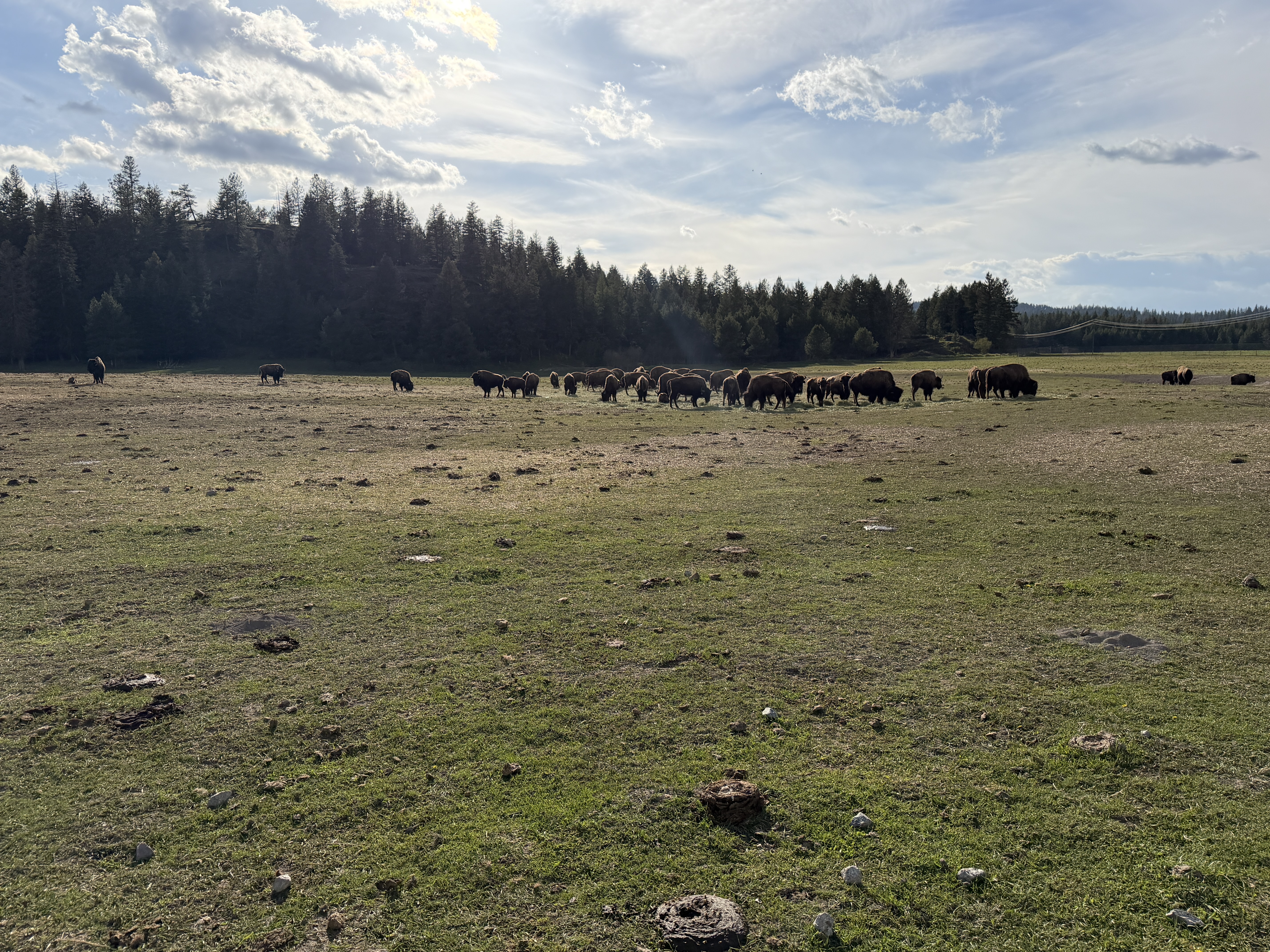 Bison photo 25