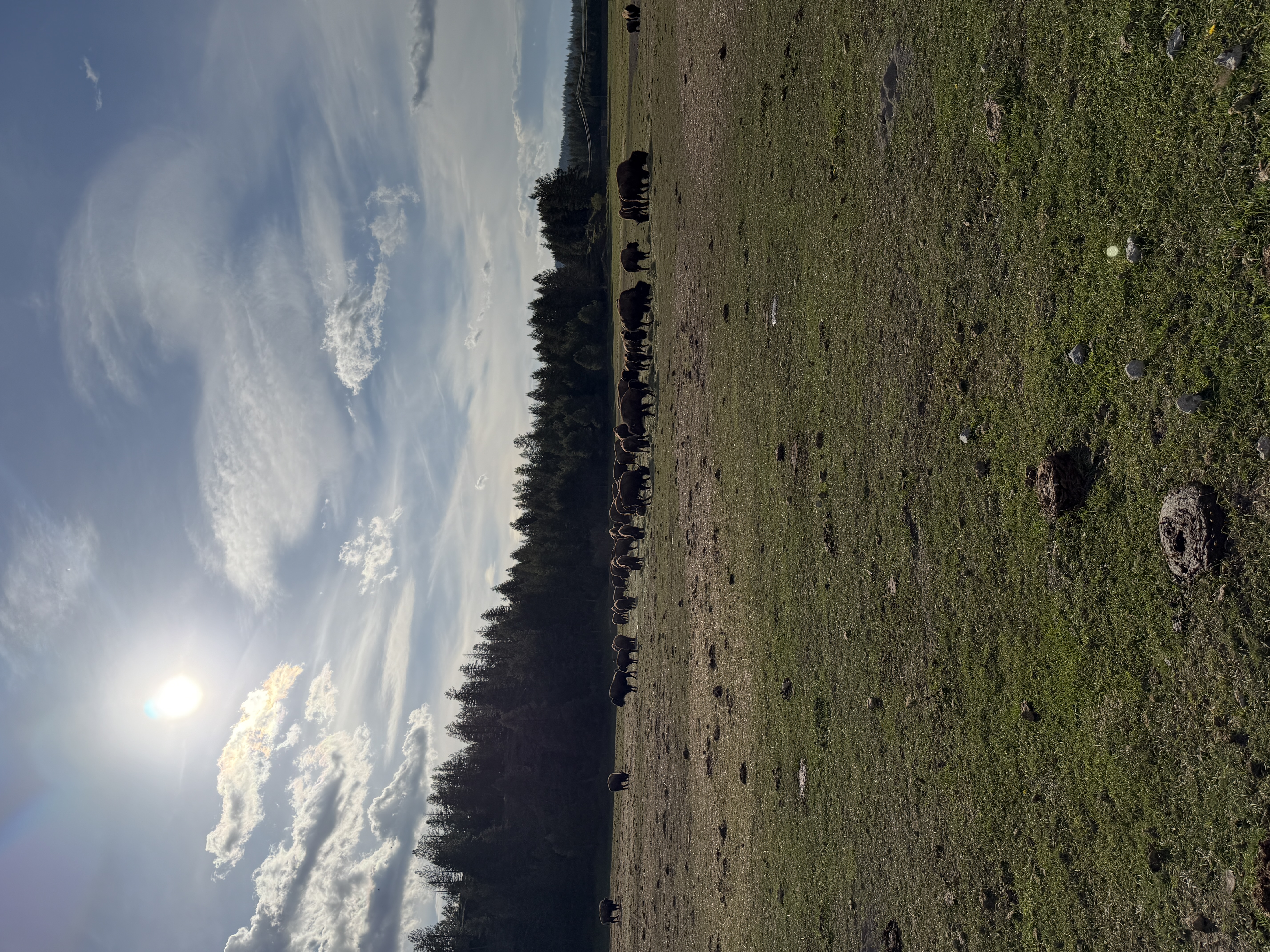 Bison photo 26