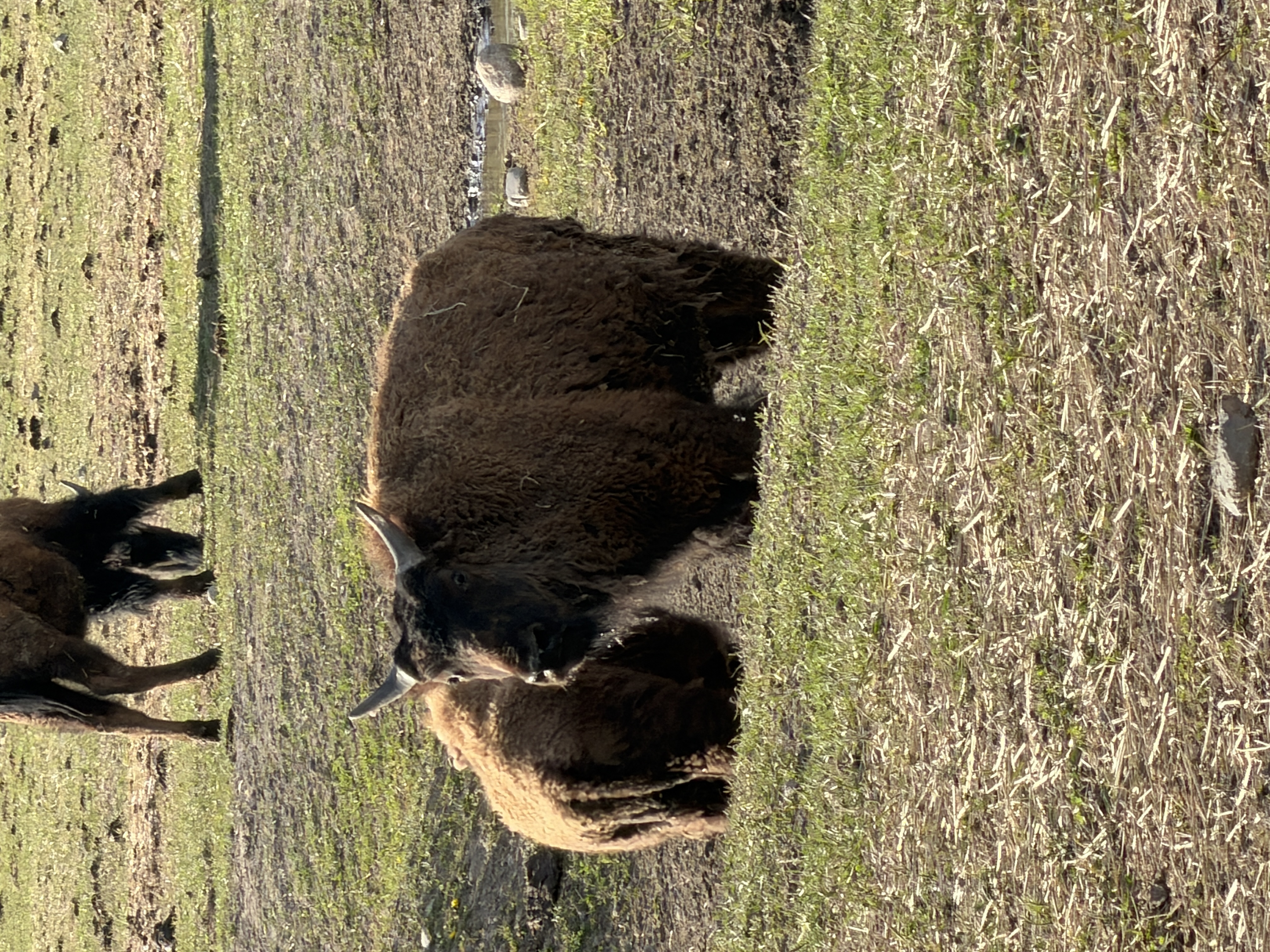 Bison photo 27