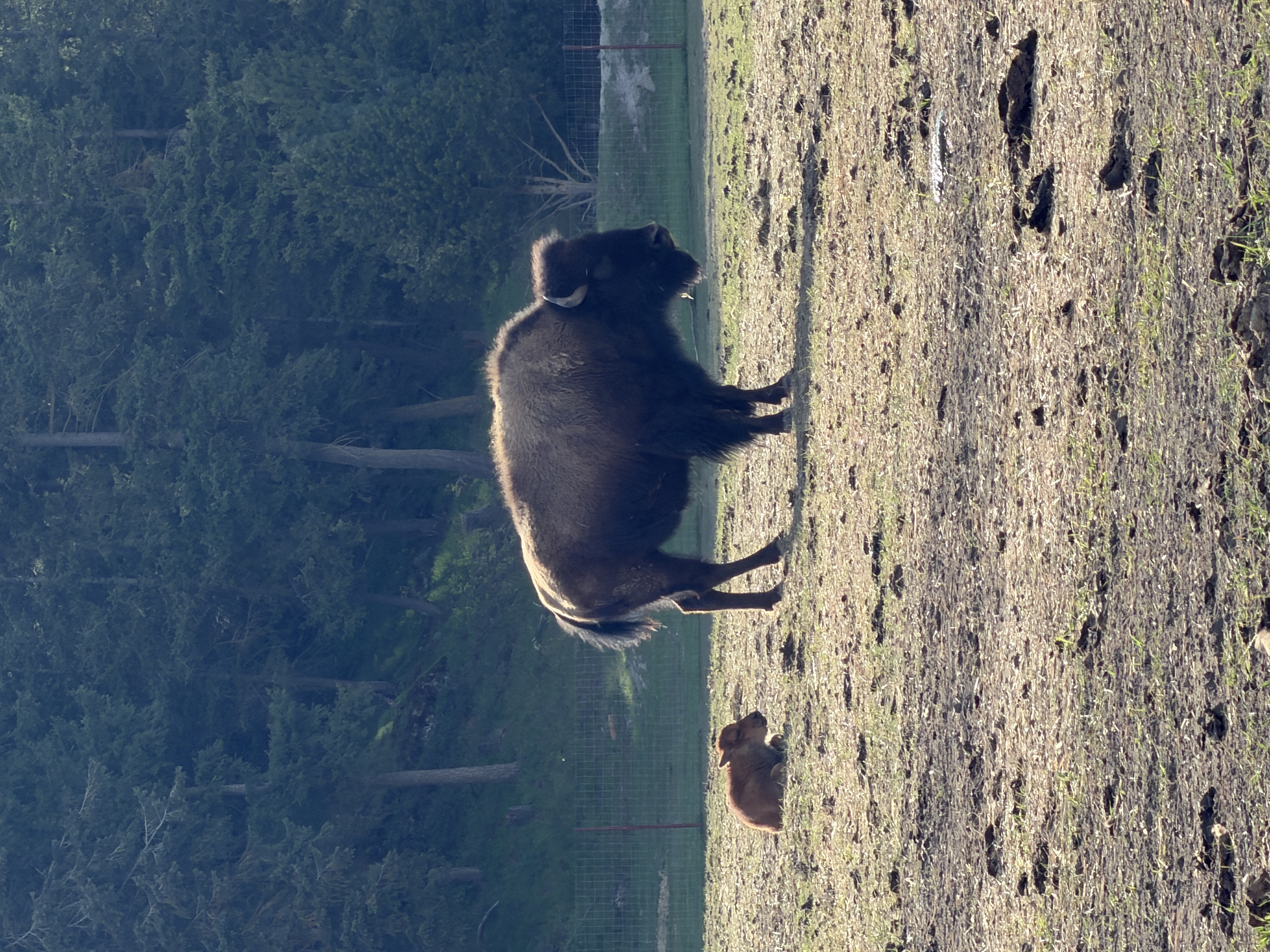 Bison photo 28