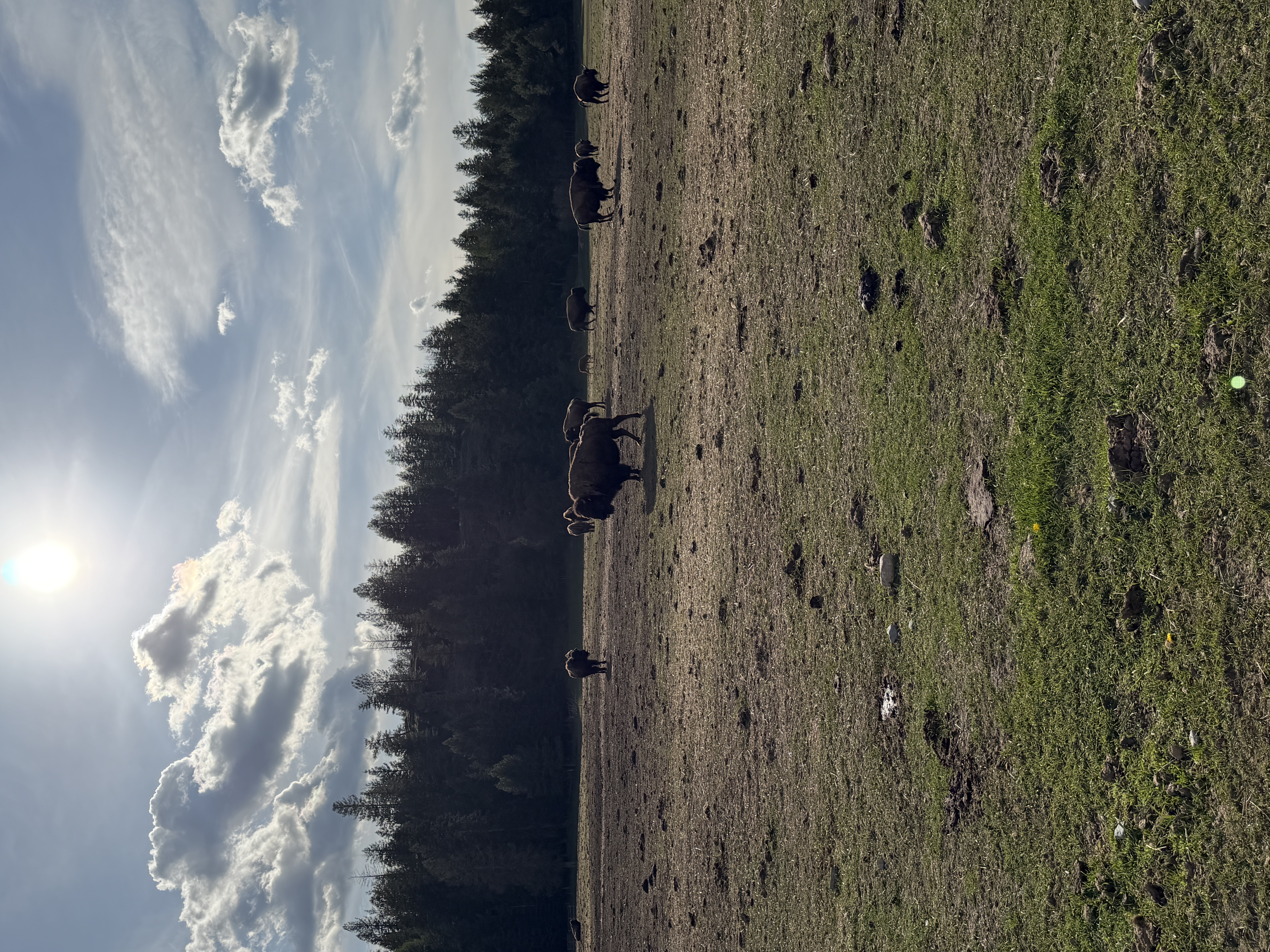 Bison photo 29
