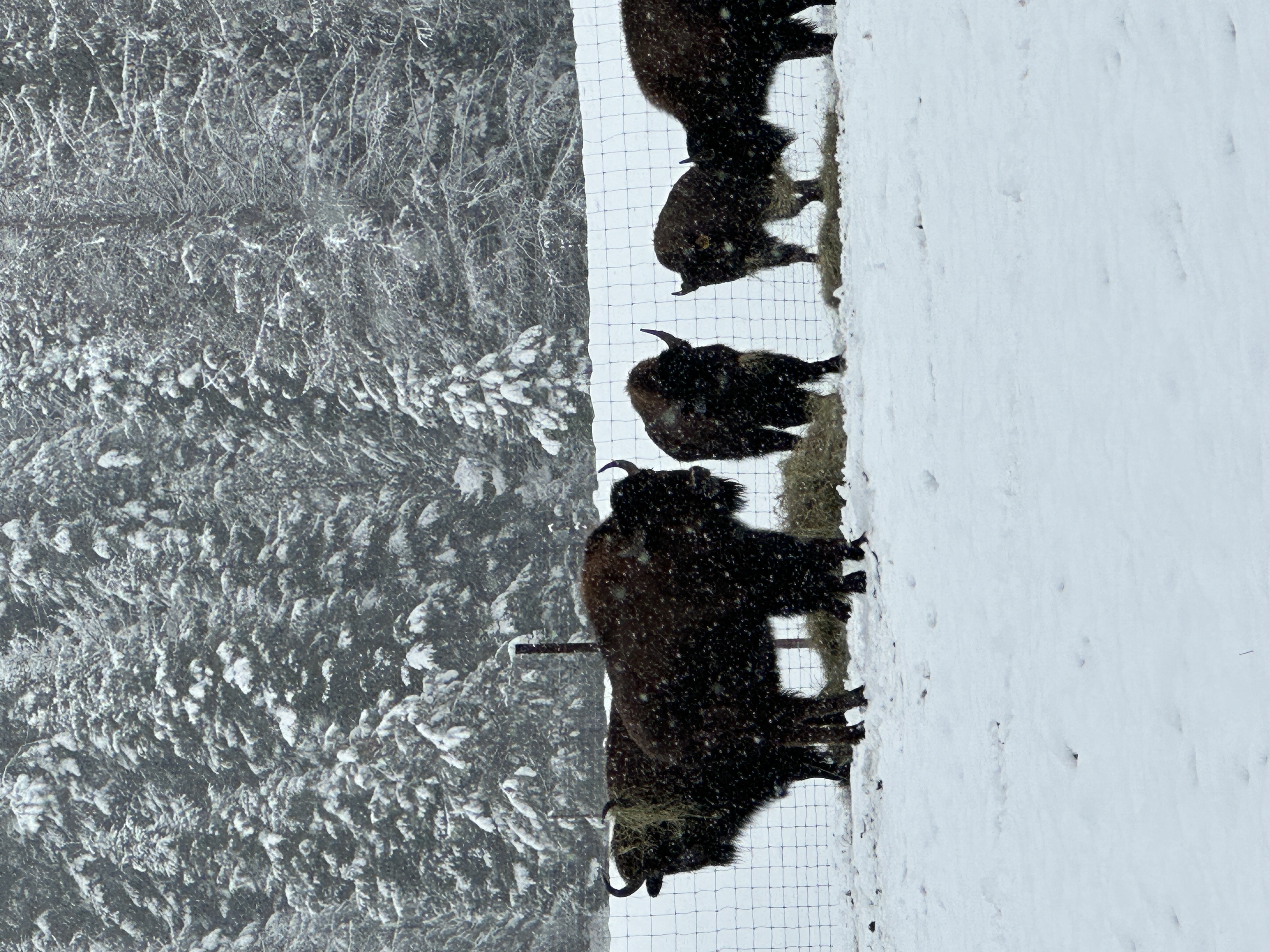 Bison photo 3