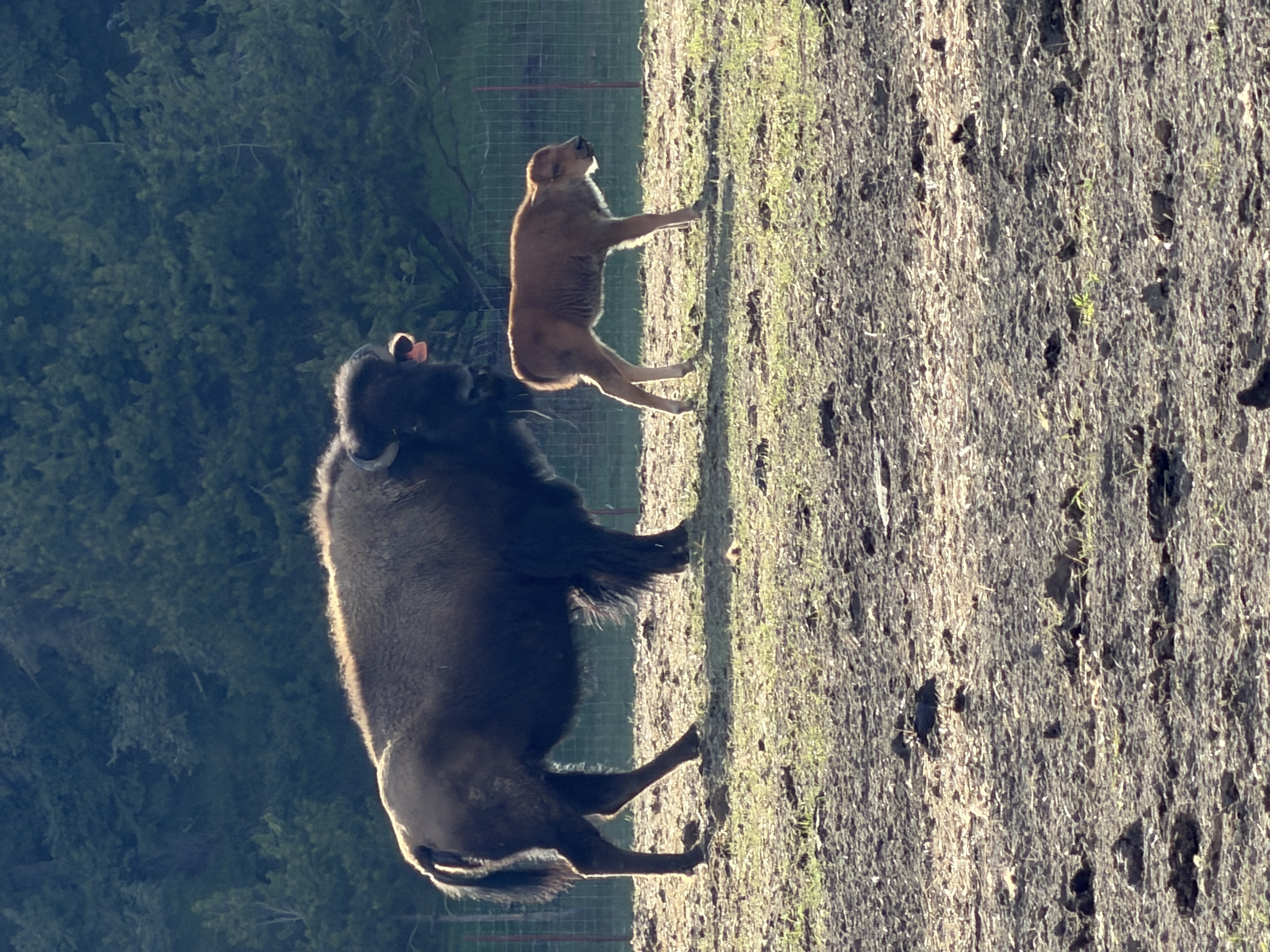 Bison photo 30