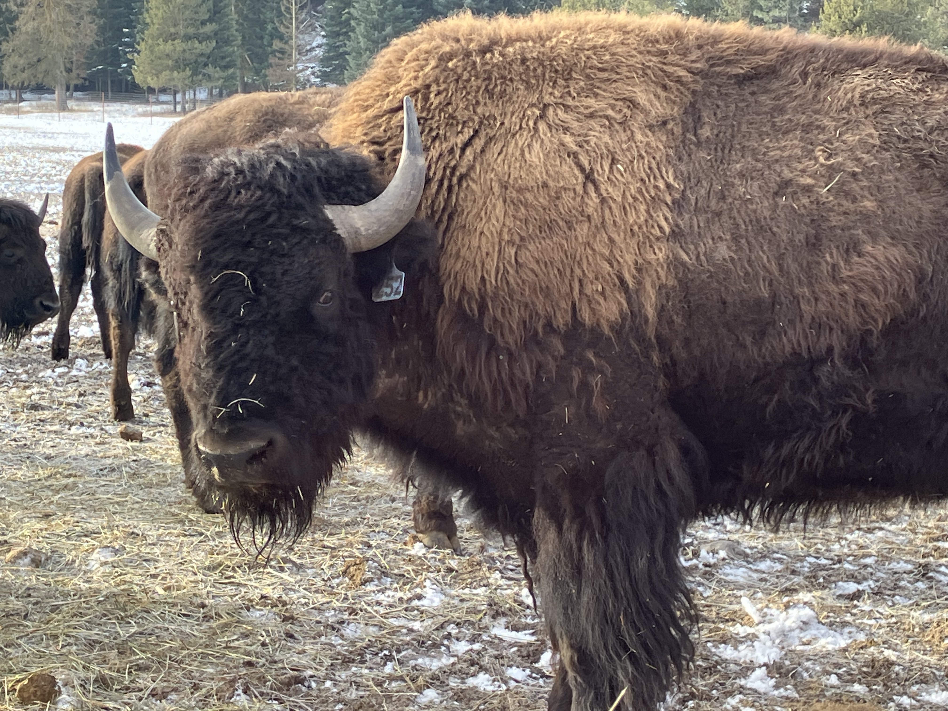 Bison photo 31