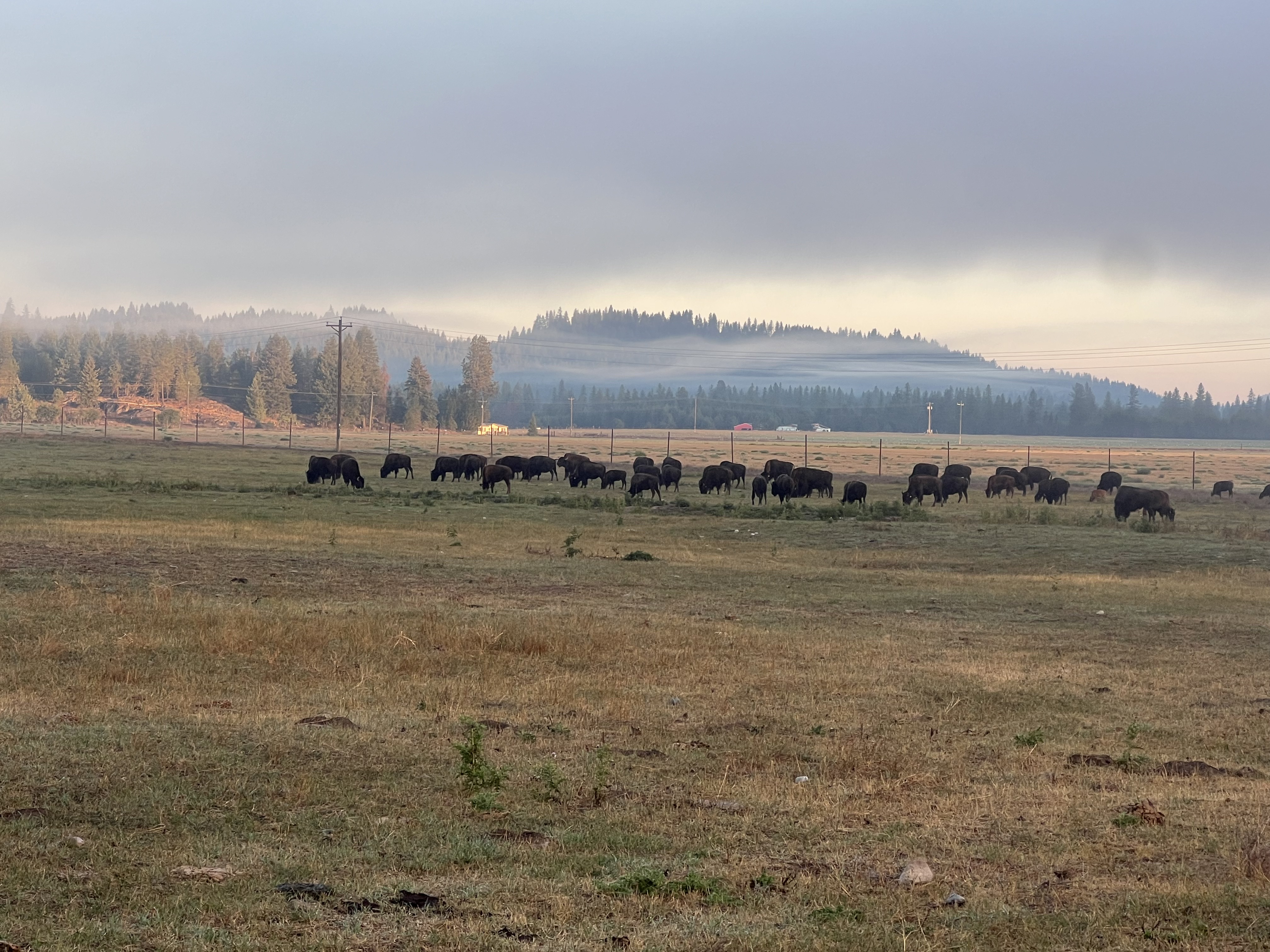 Bison photo 32
