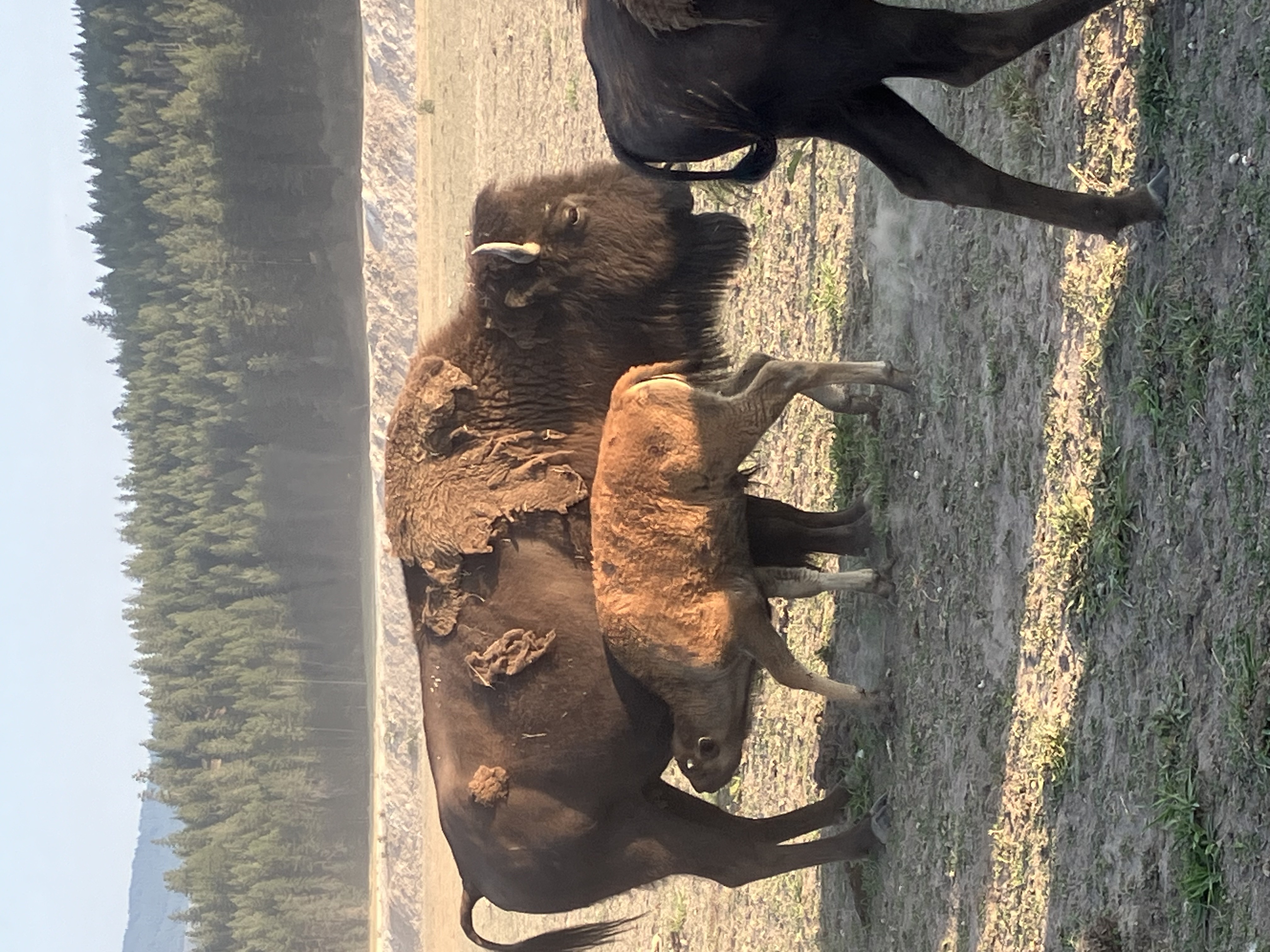 Bison photo 33