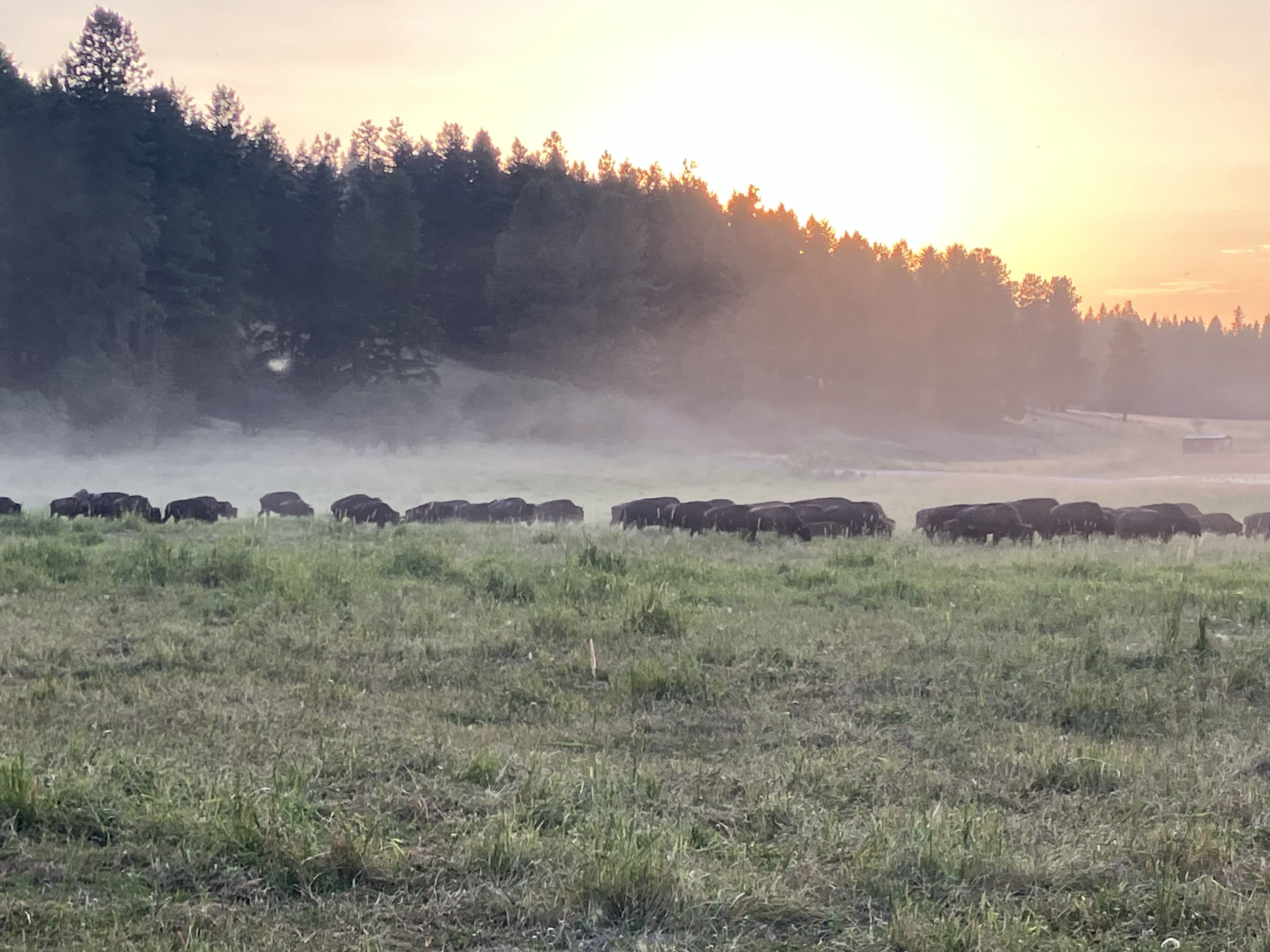 Bison photo 34