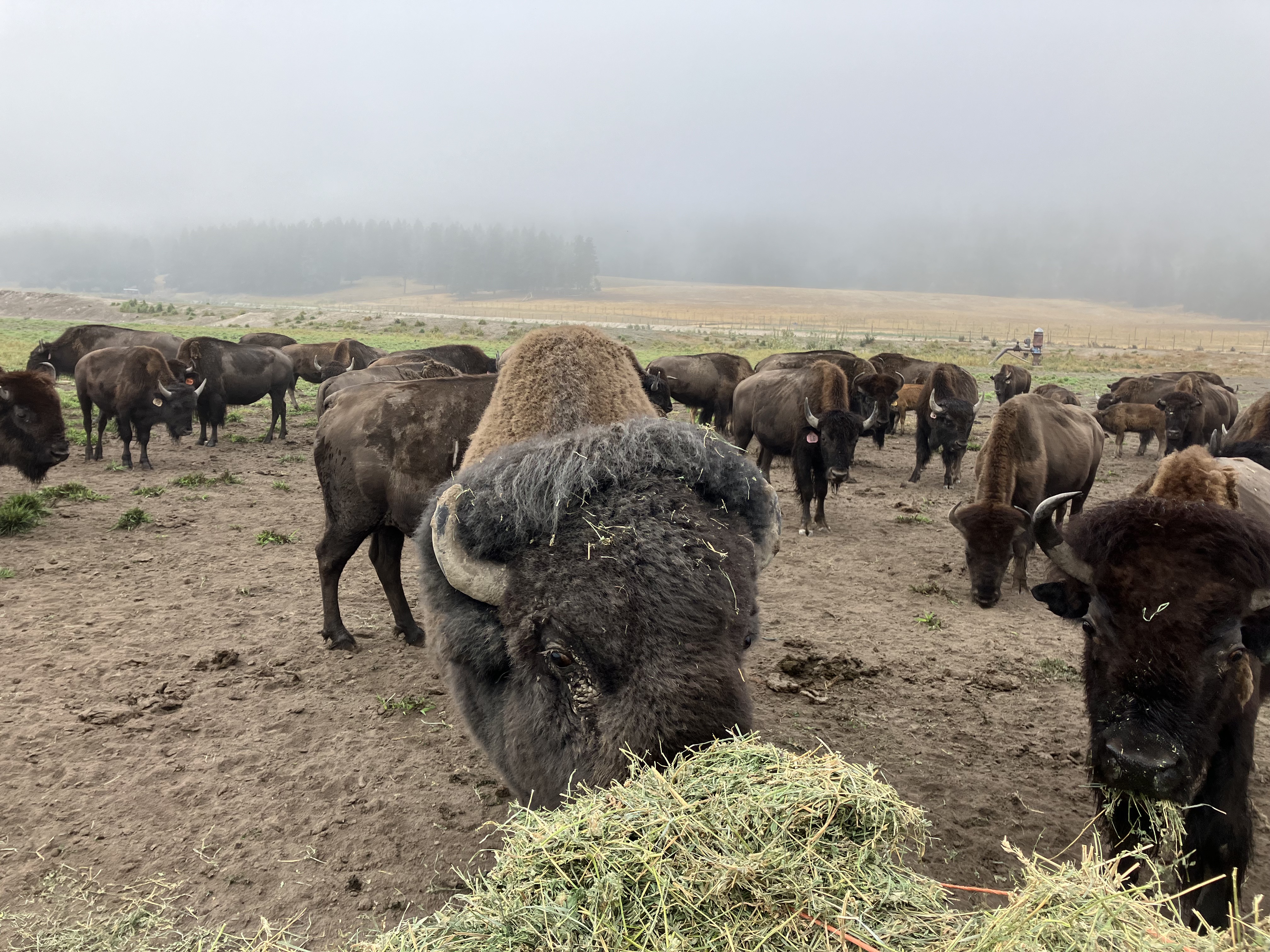 Bison photo 35