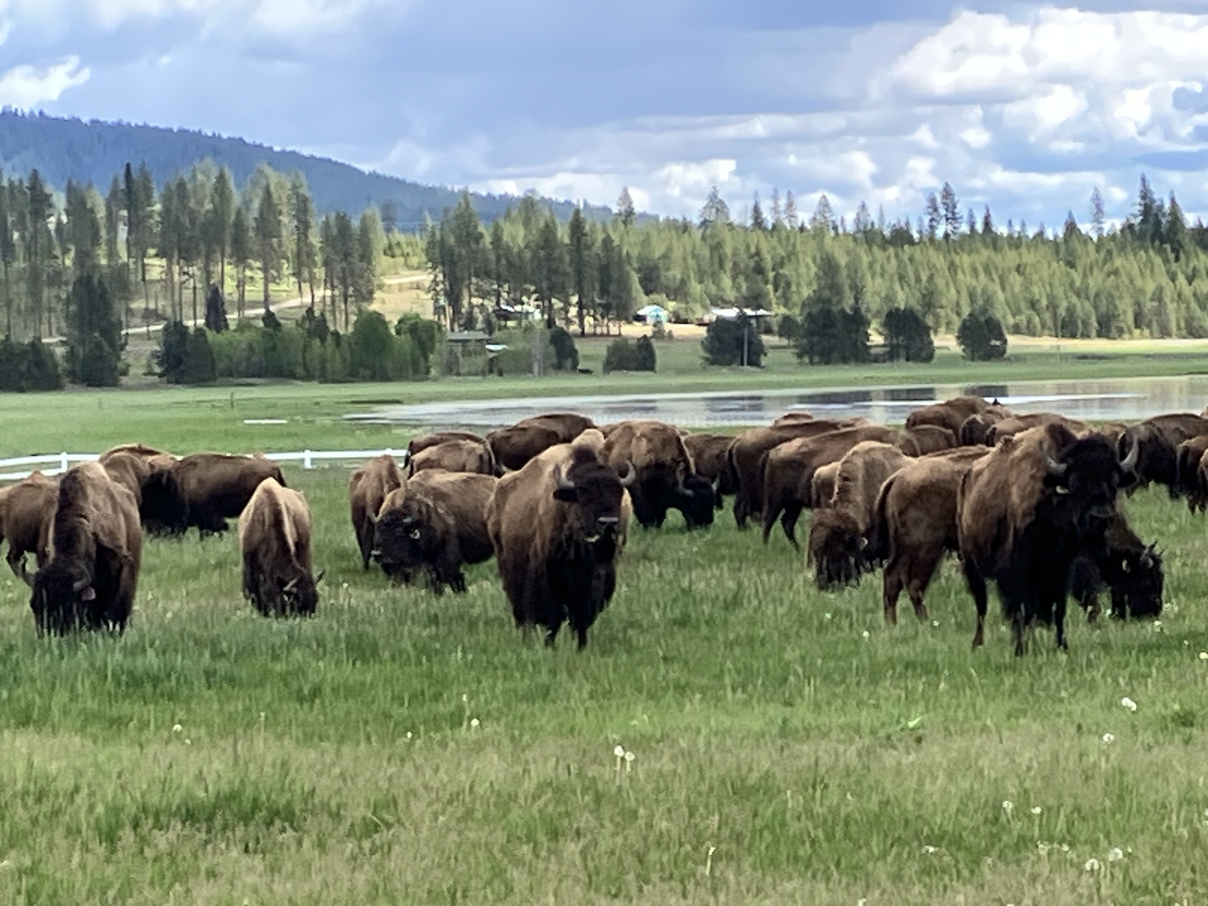 Bison photo 36