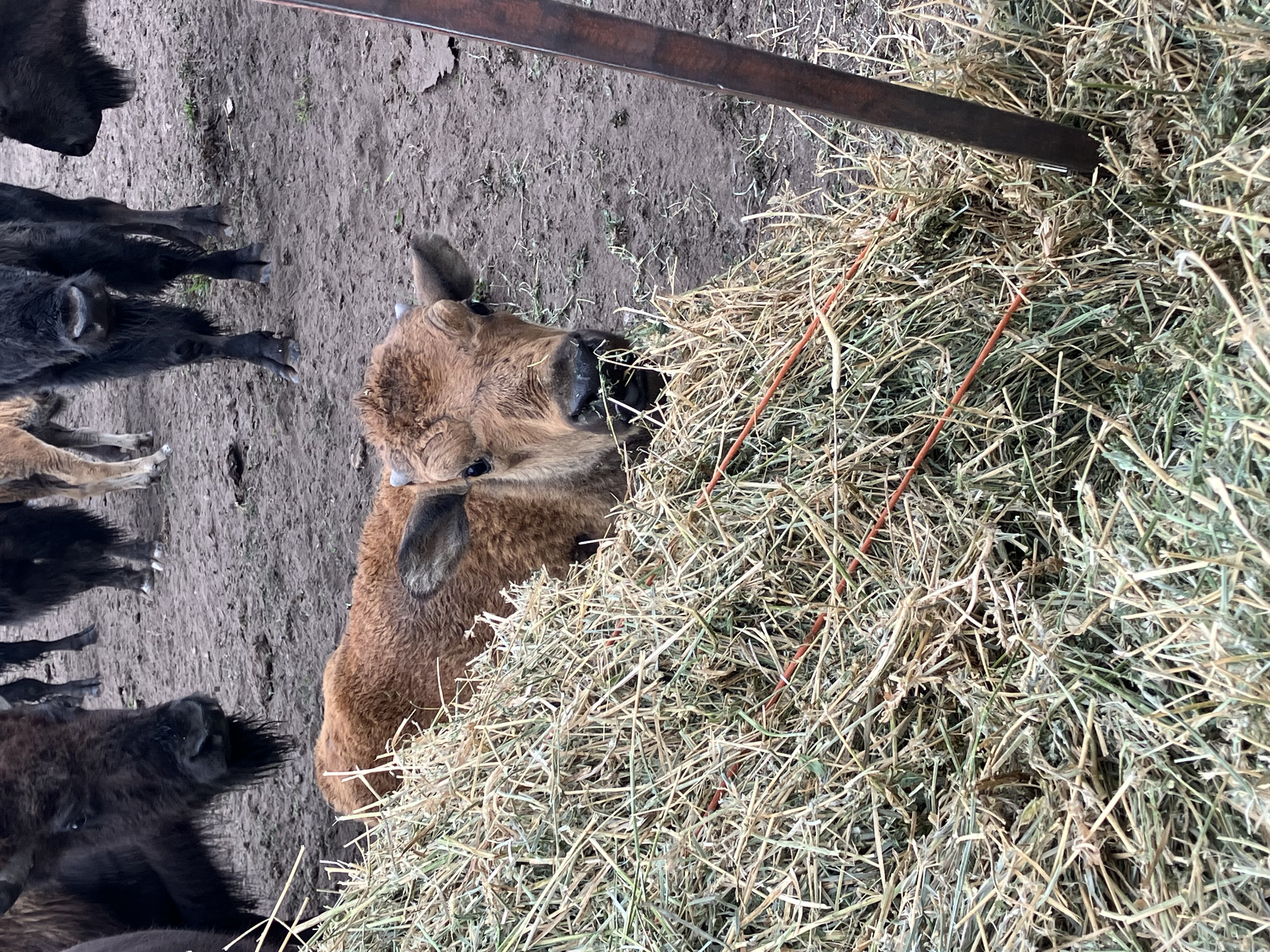 Bison photo 37