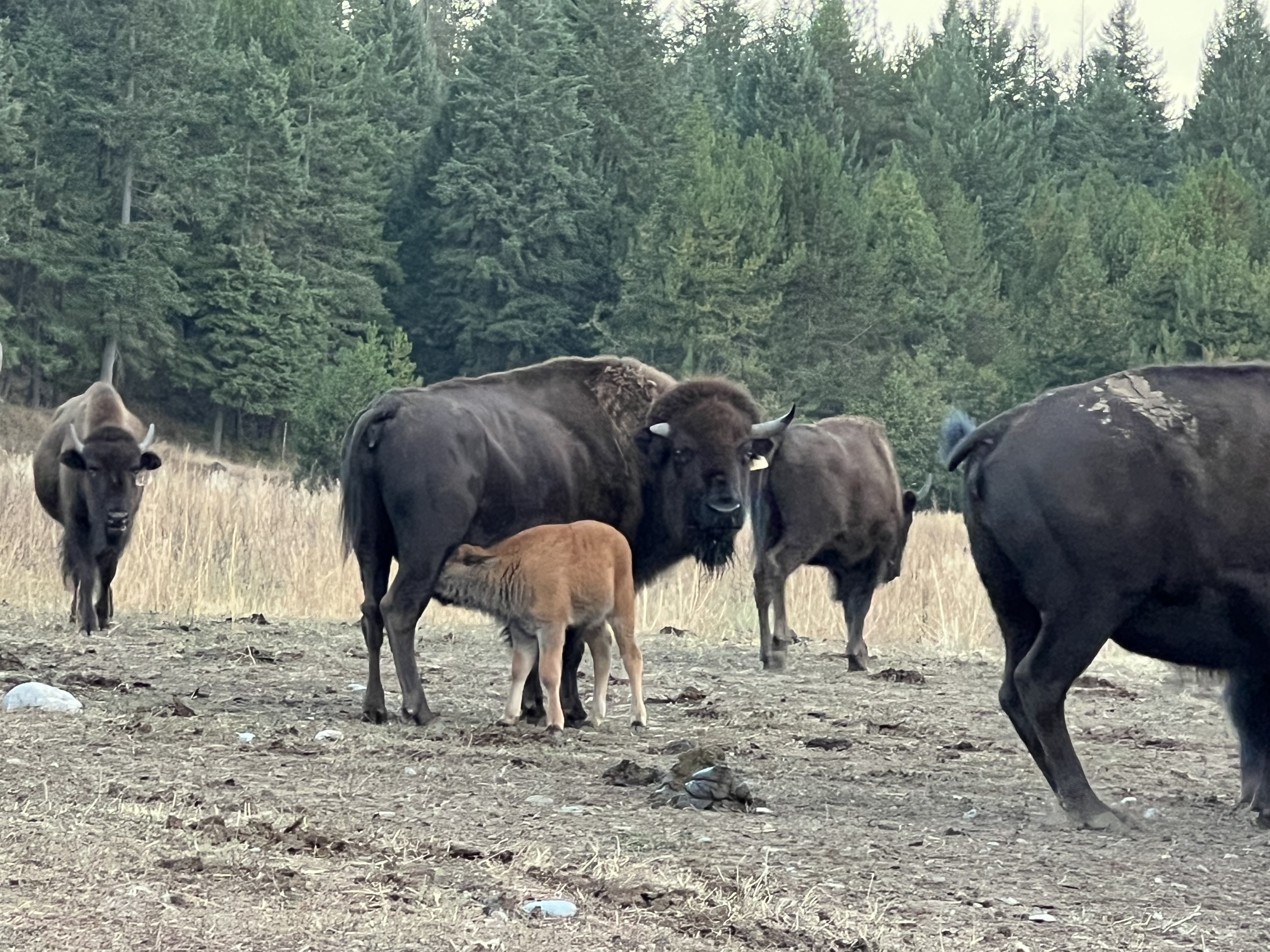 Bison photo 38