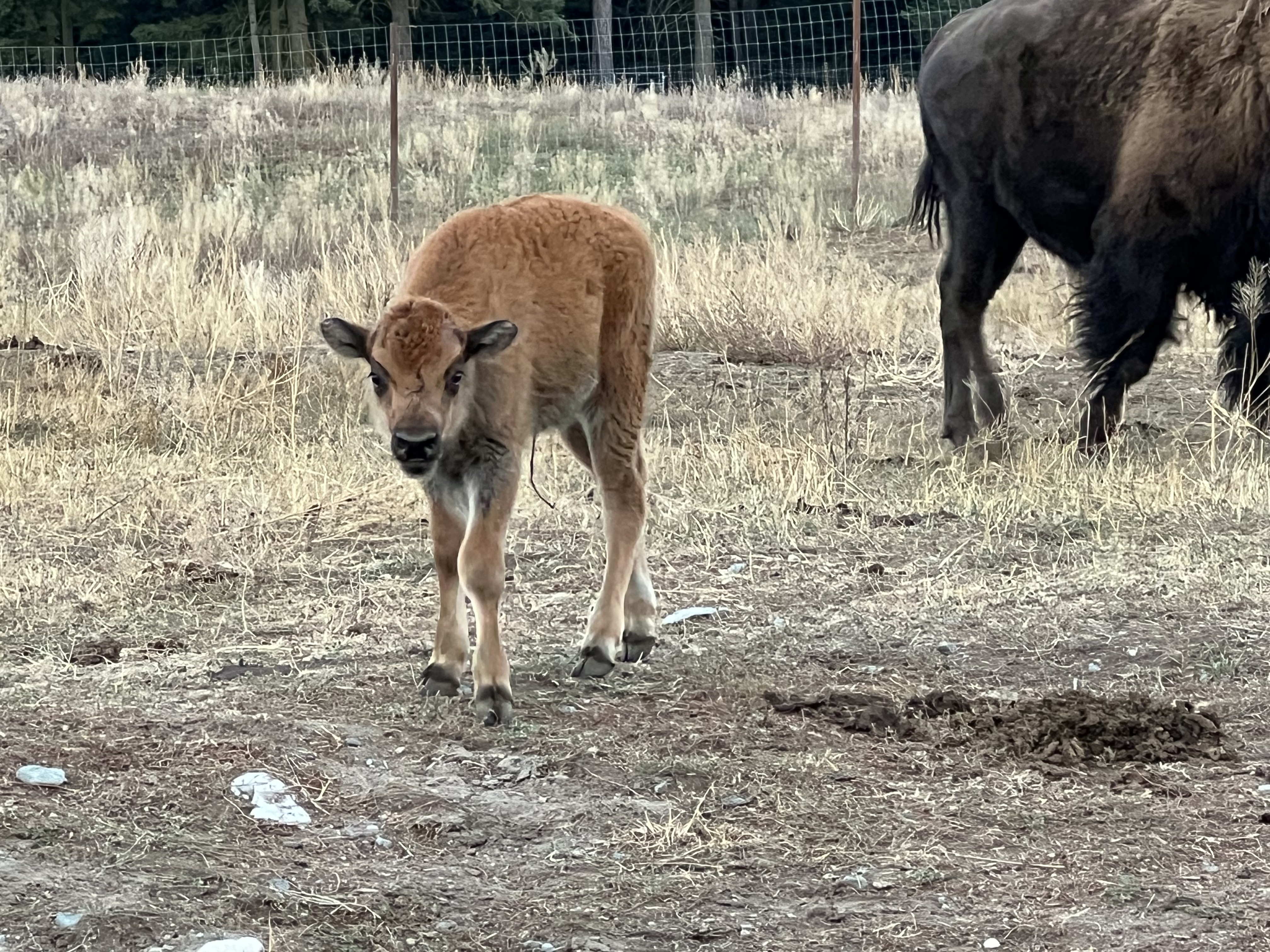 Bison photo 39