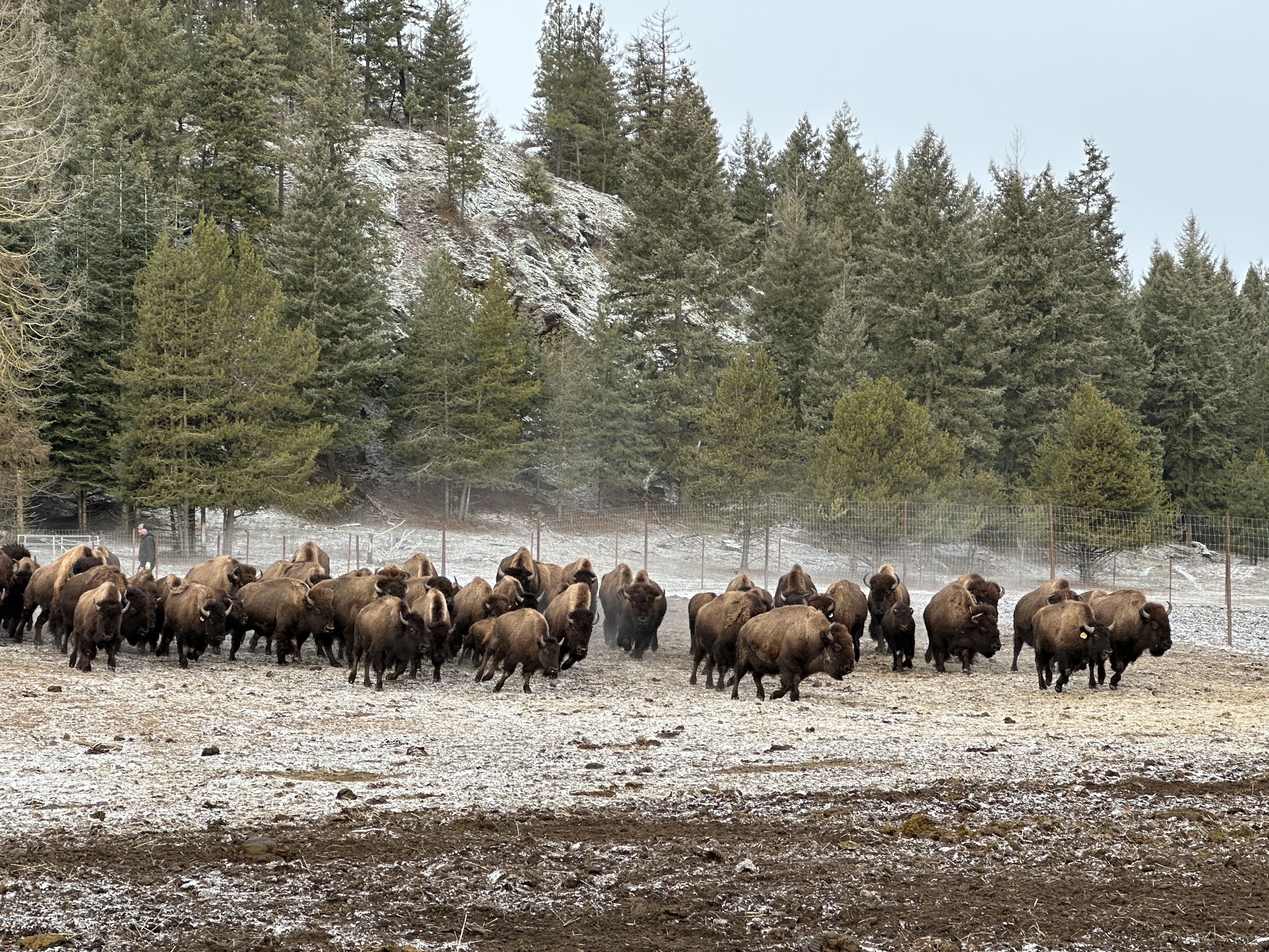 Bison photo 4