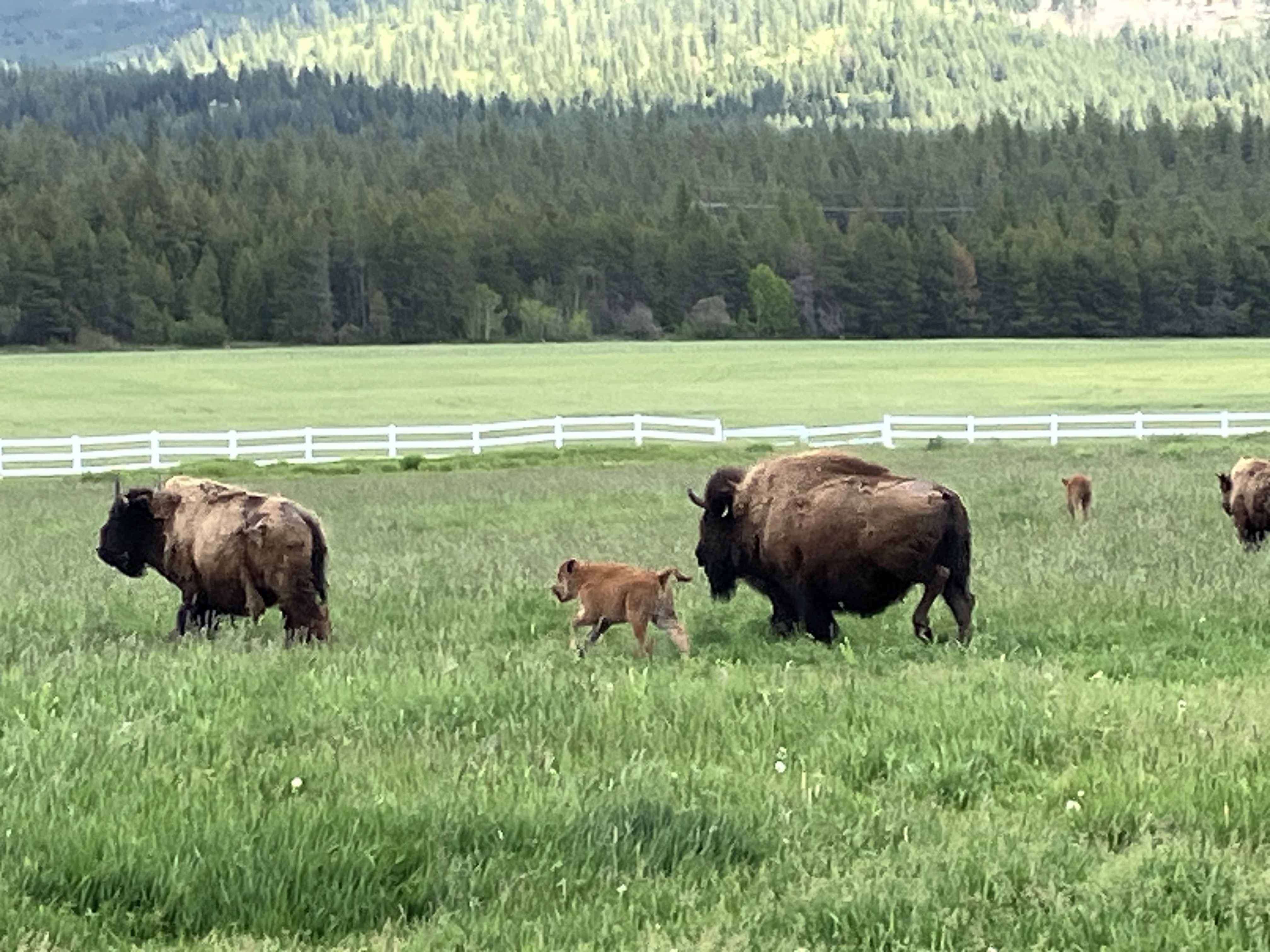 Bison photo 40