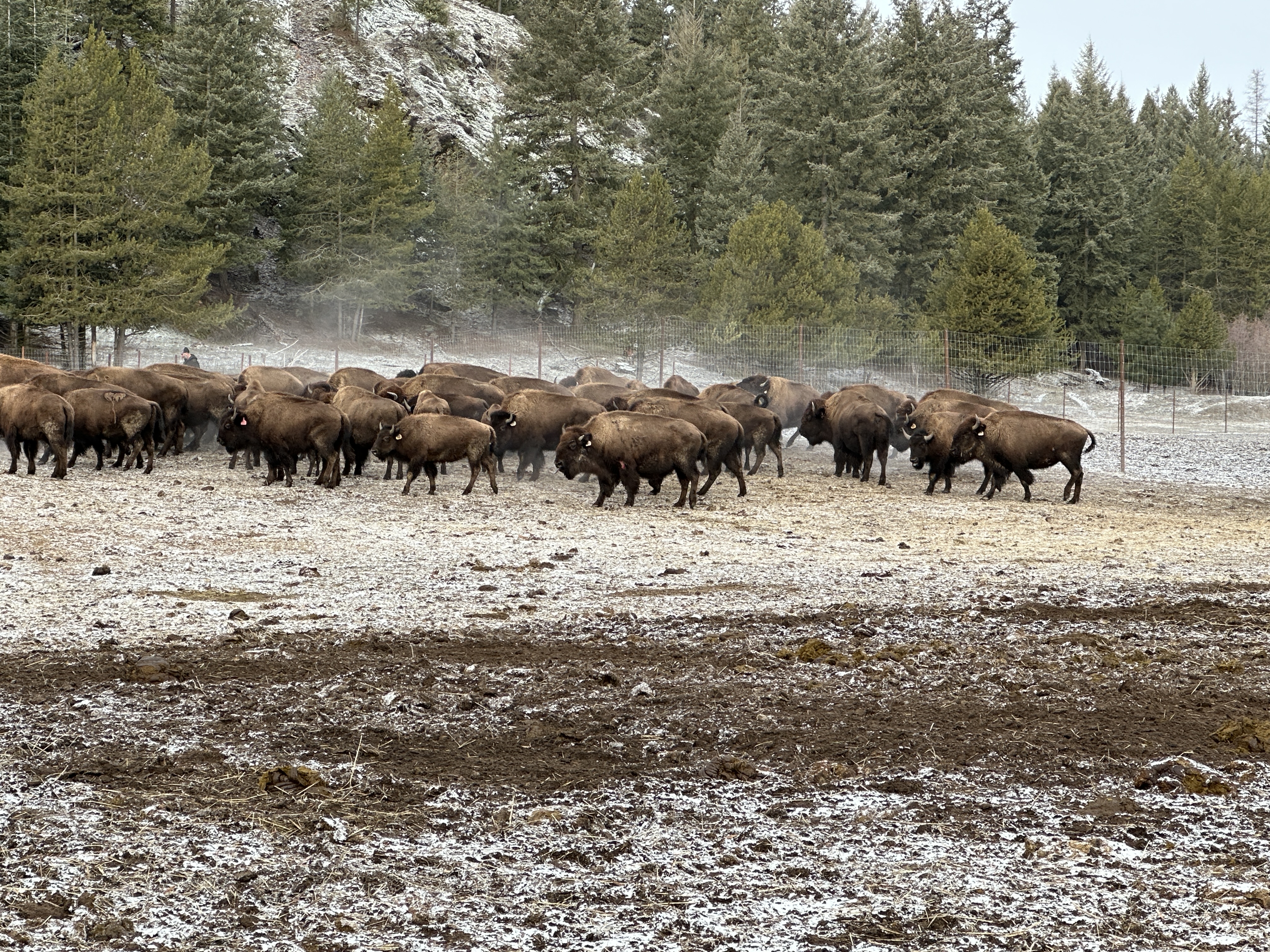 Bison photo 5