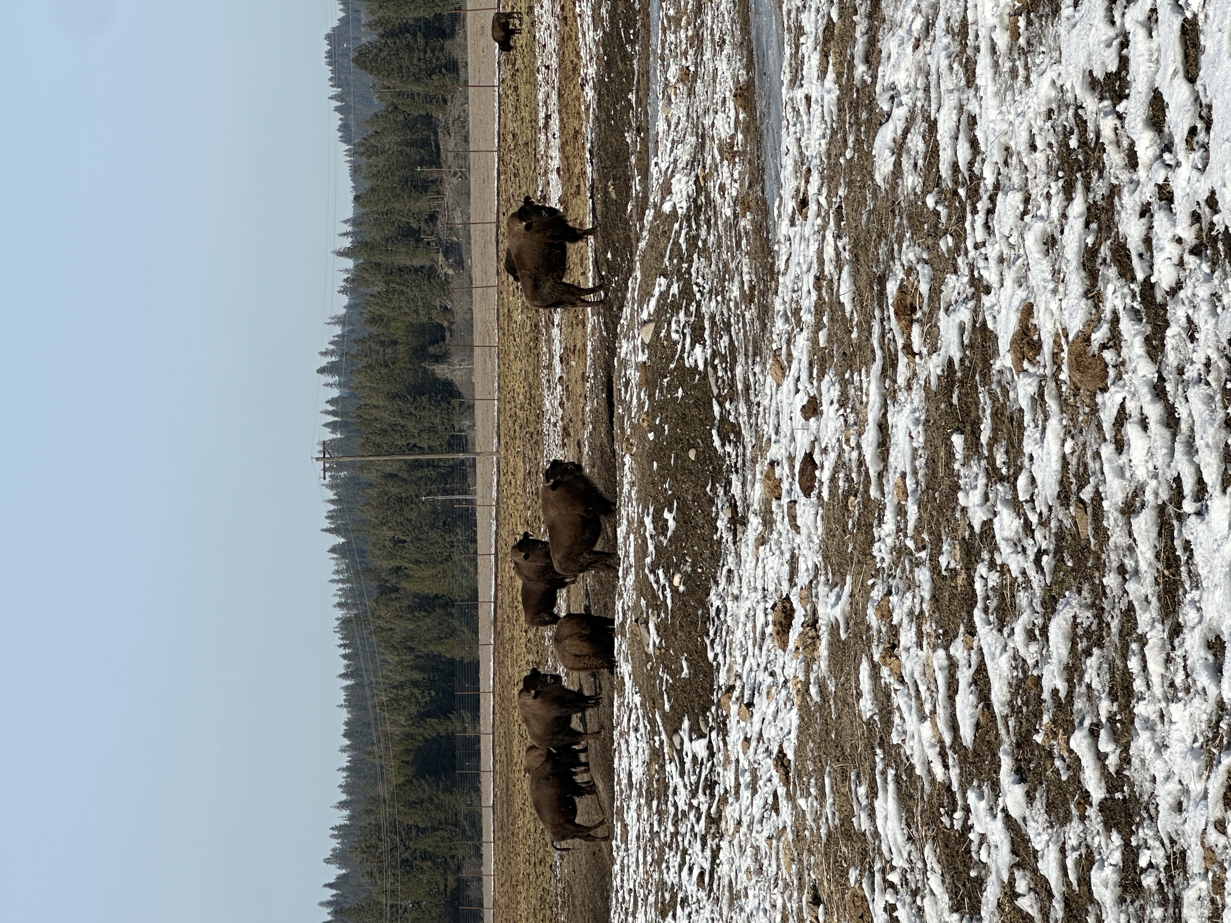 Bison photo 6
