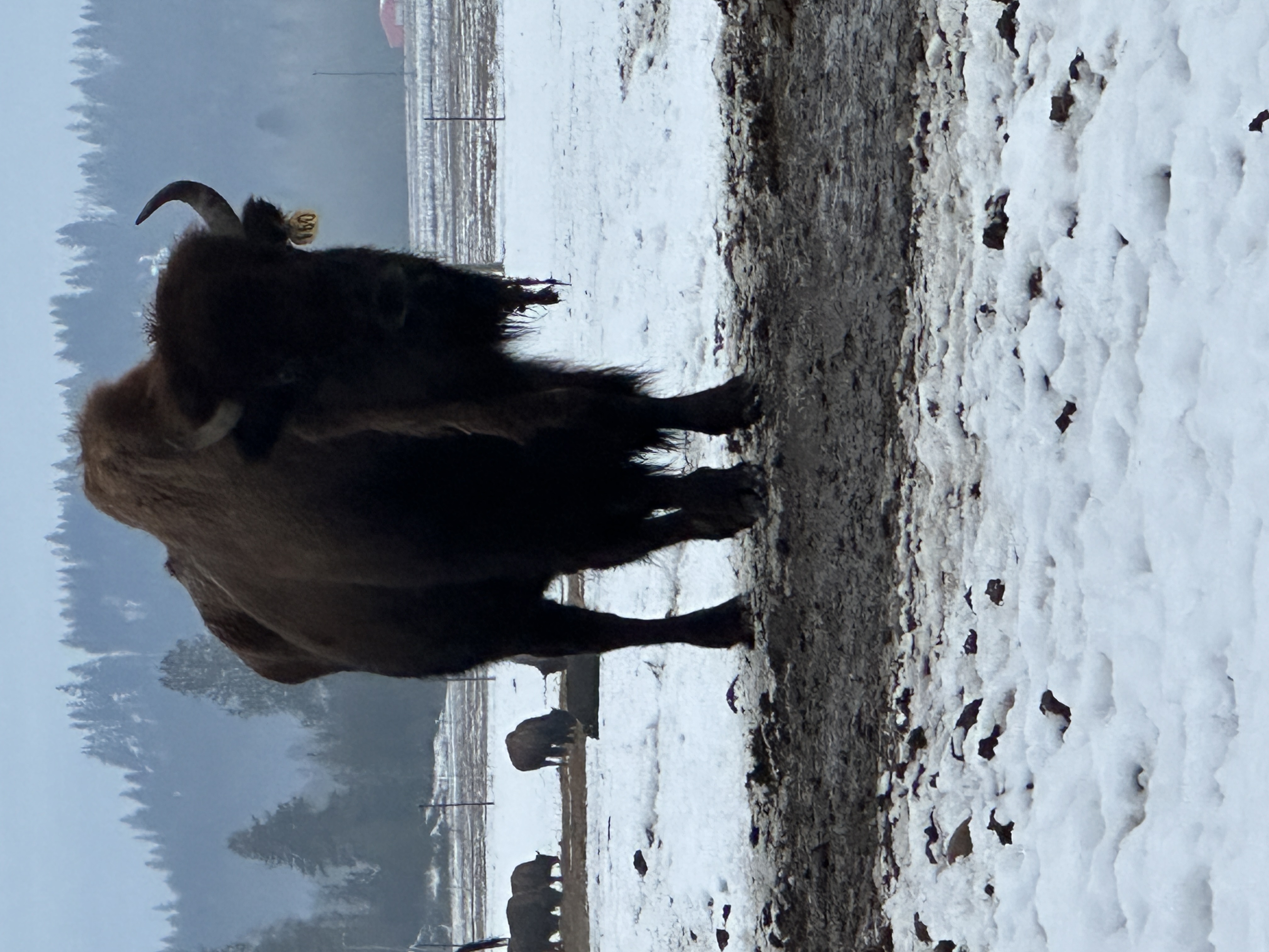 Bison photo 7