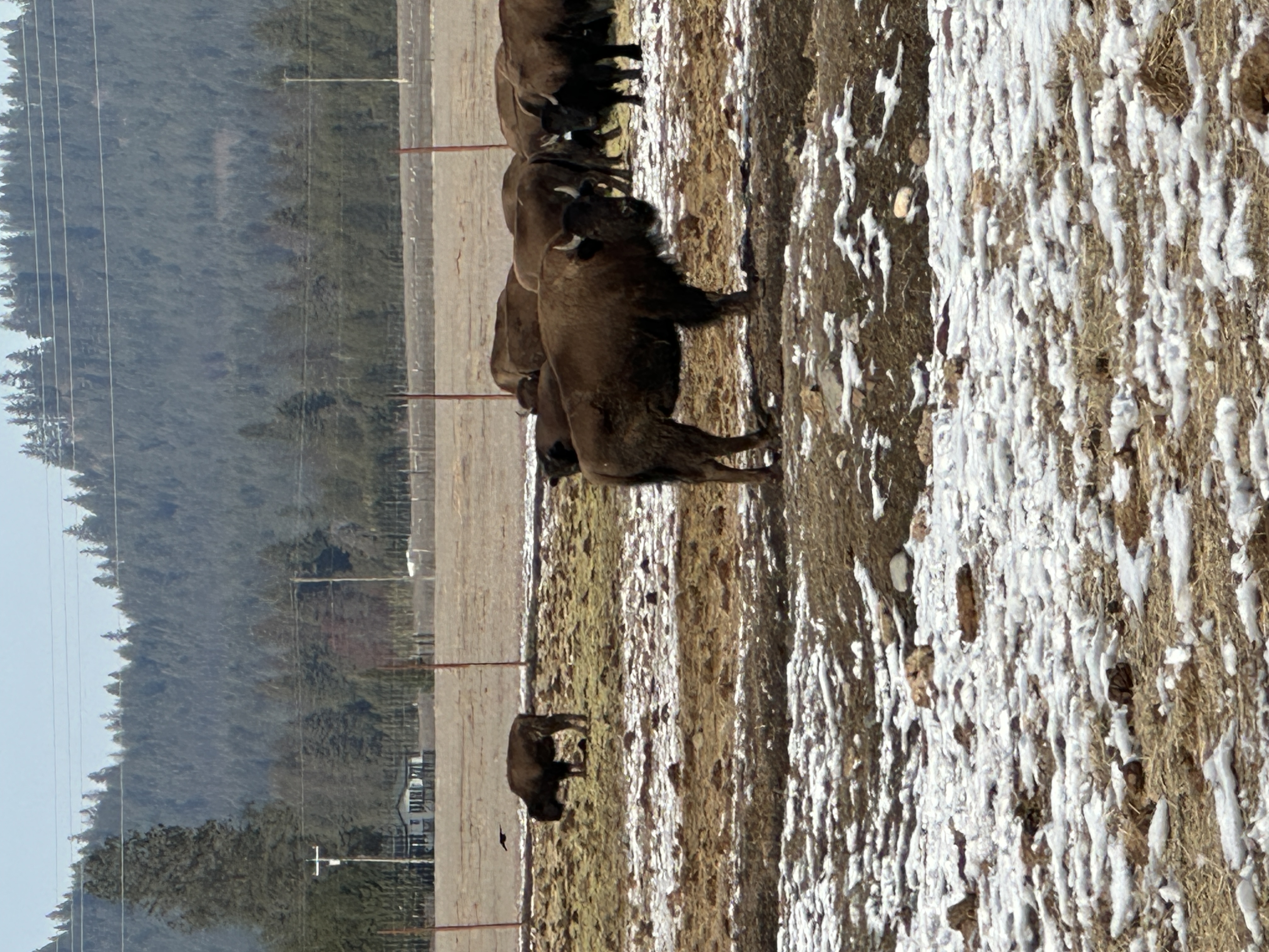 Bison photo 8