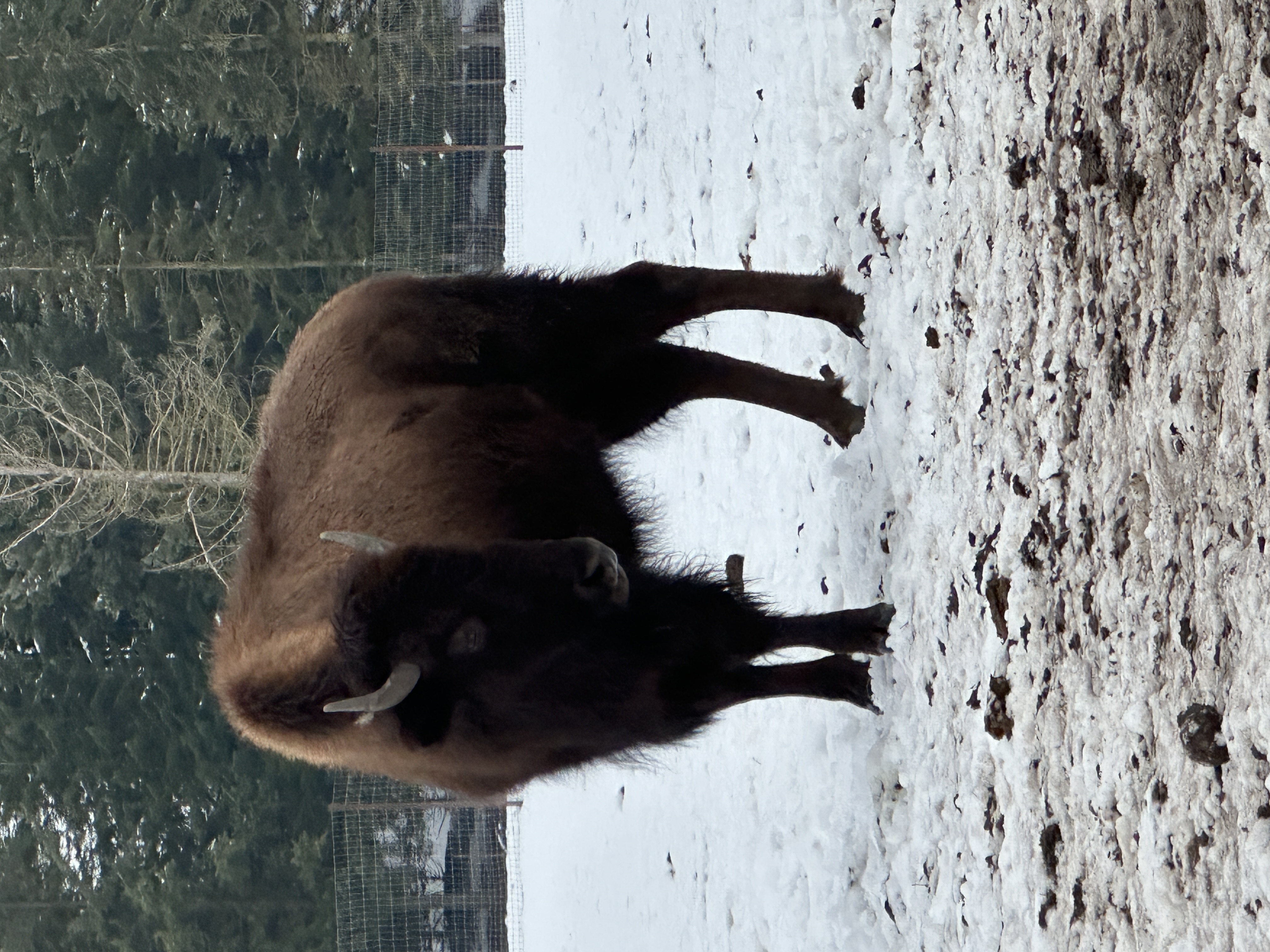 Bison photo 9