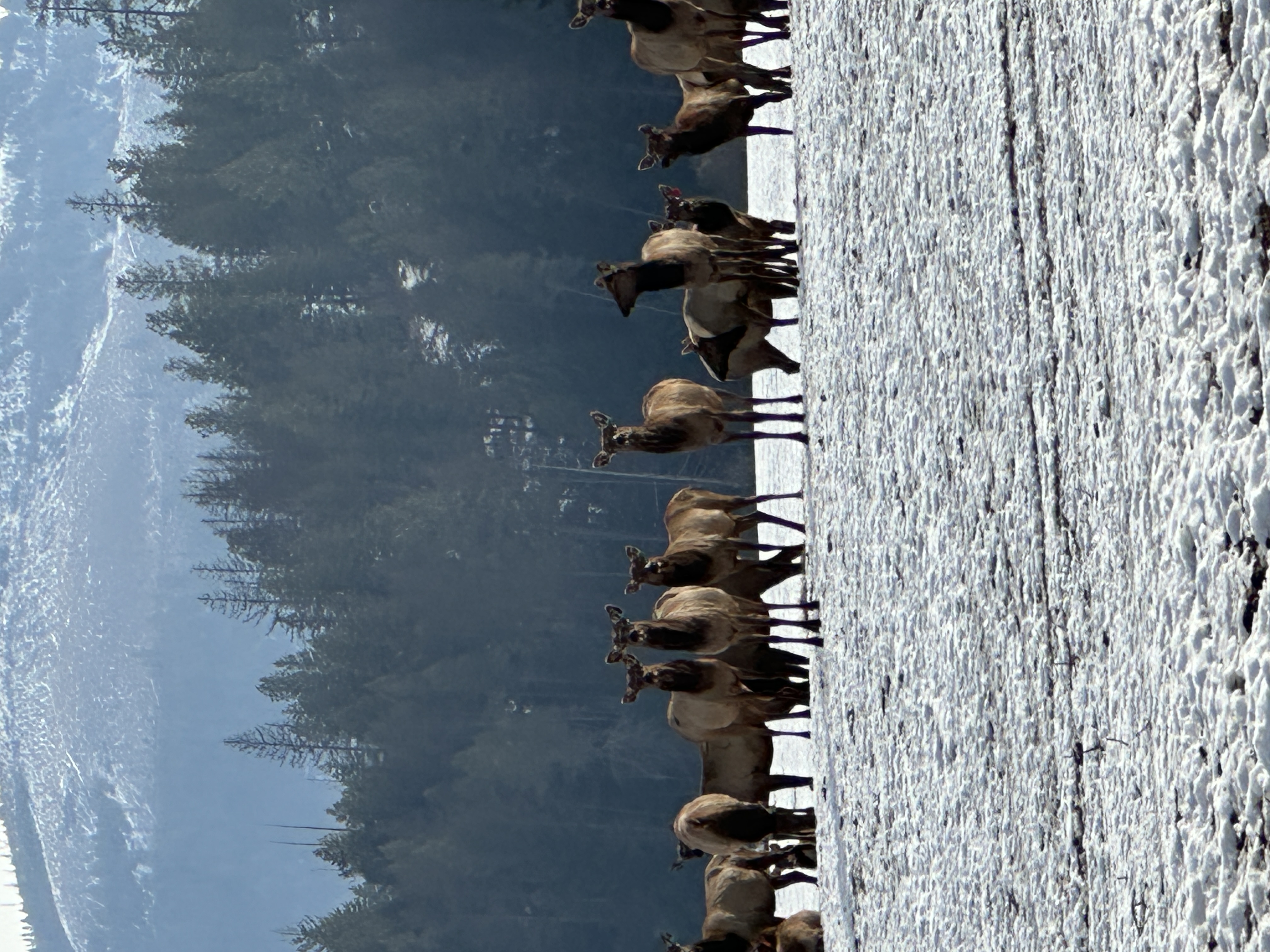 Elk photo 1