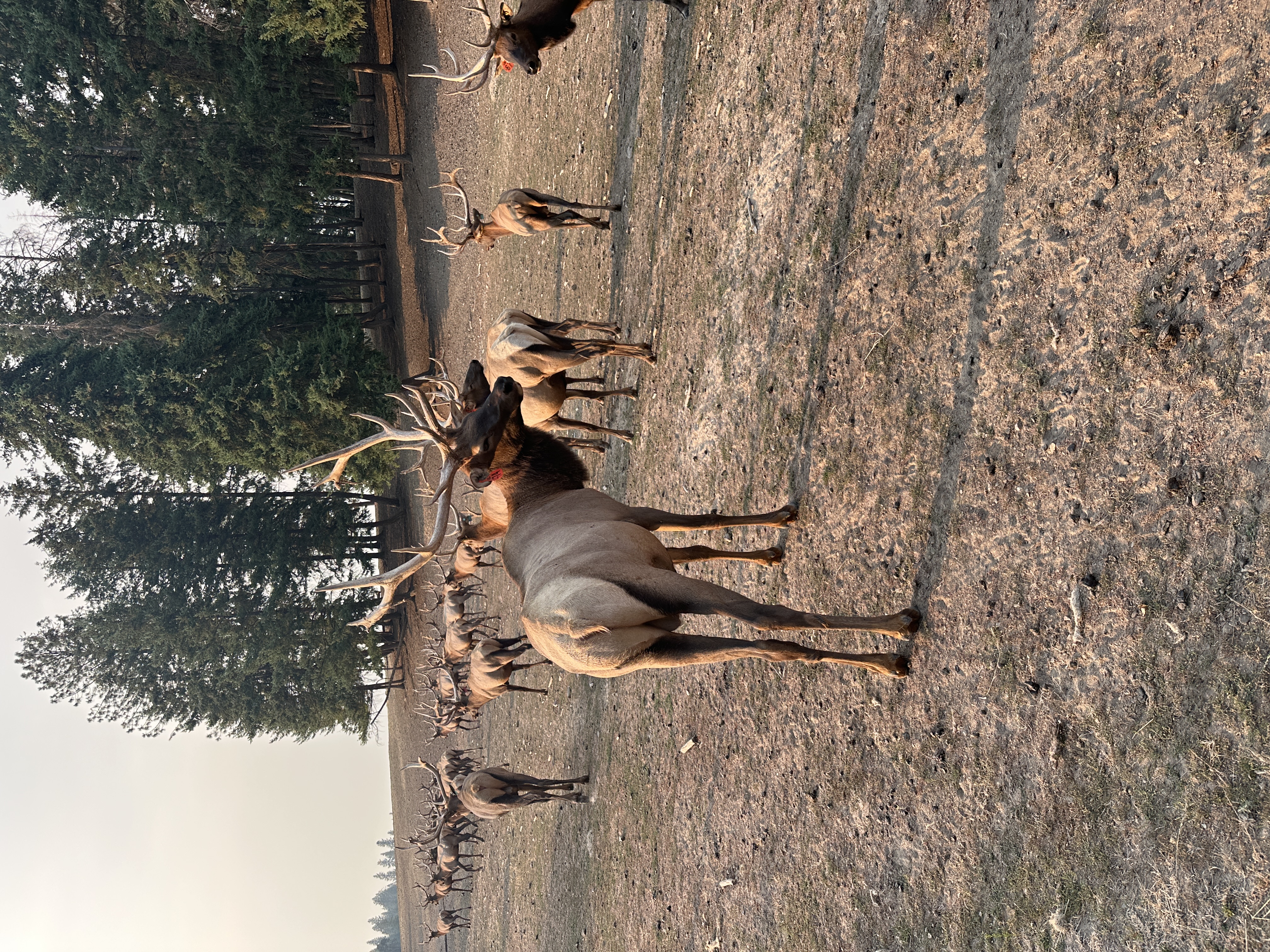 Elk photo 10