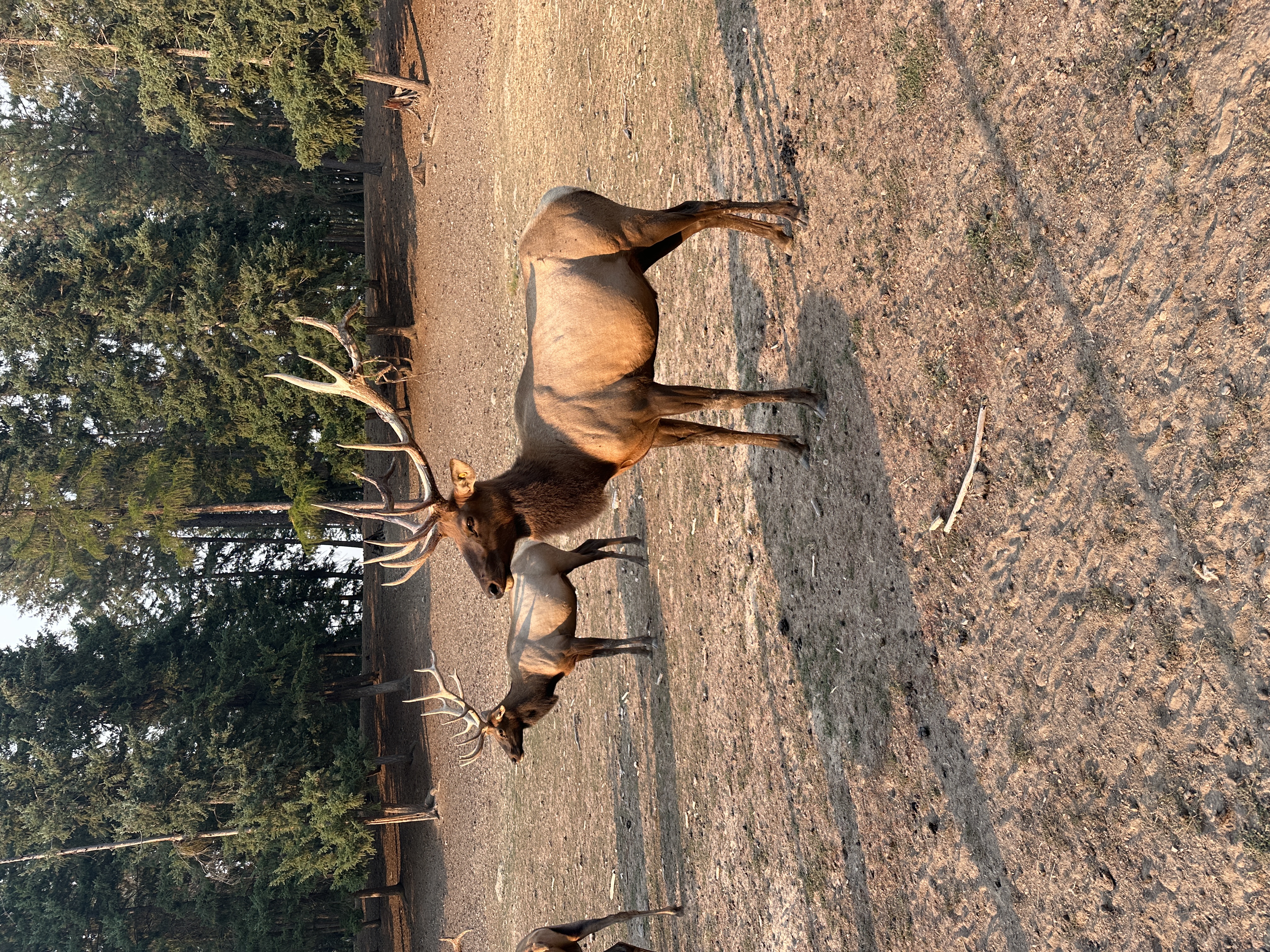 Elk photo 11