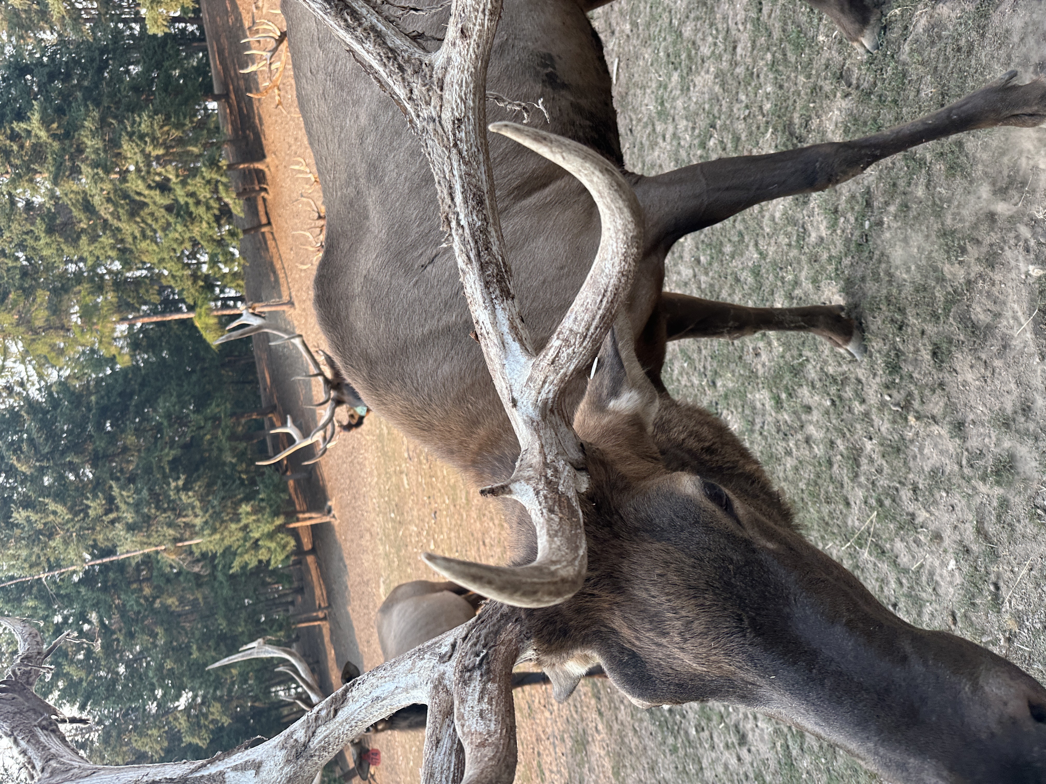 Elk photo 12