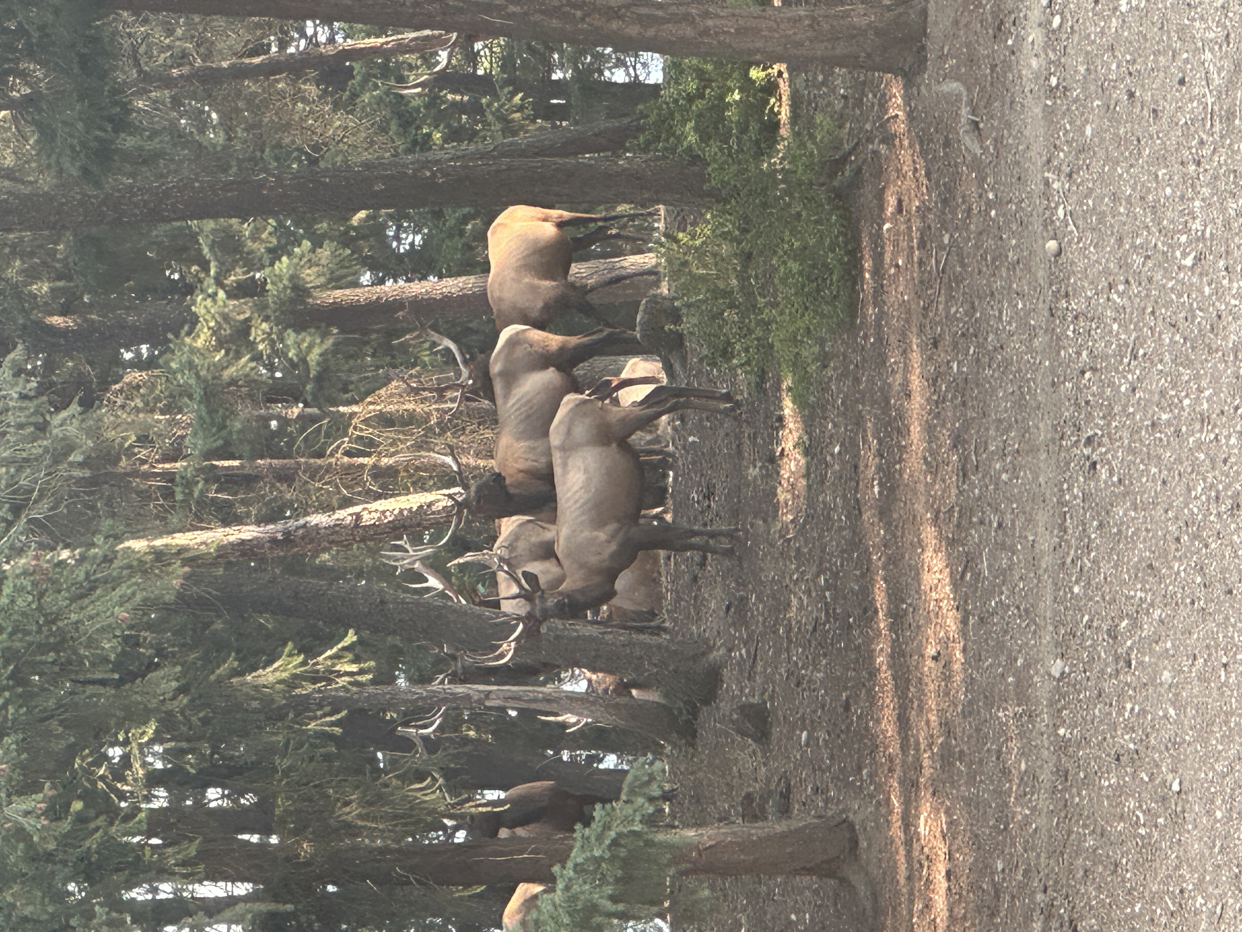 Elk photo 13