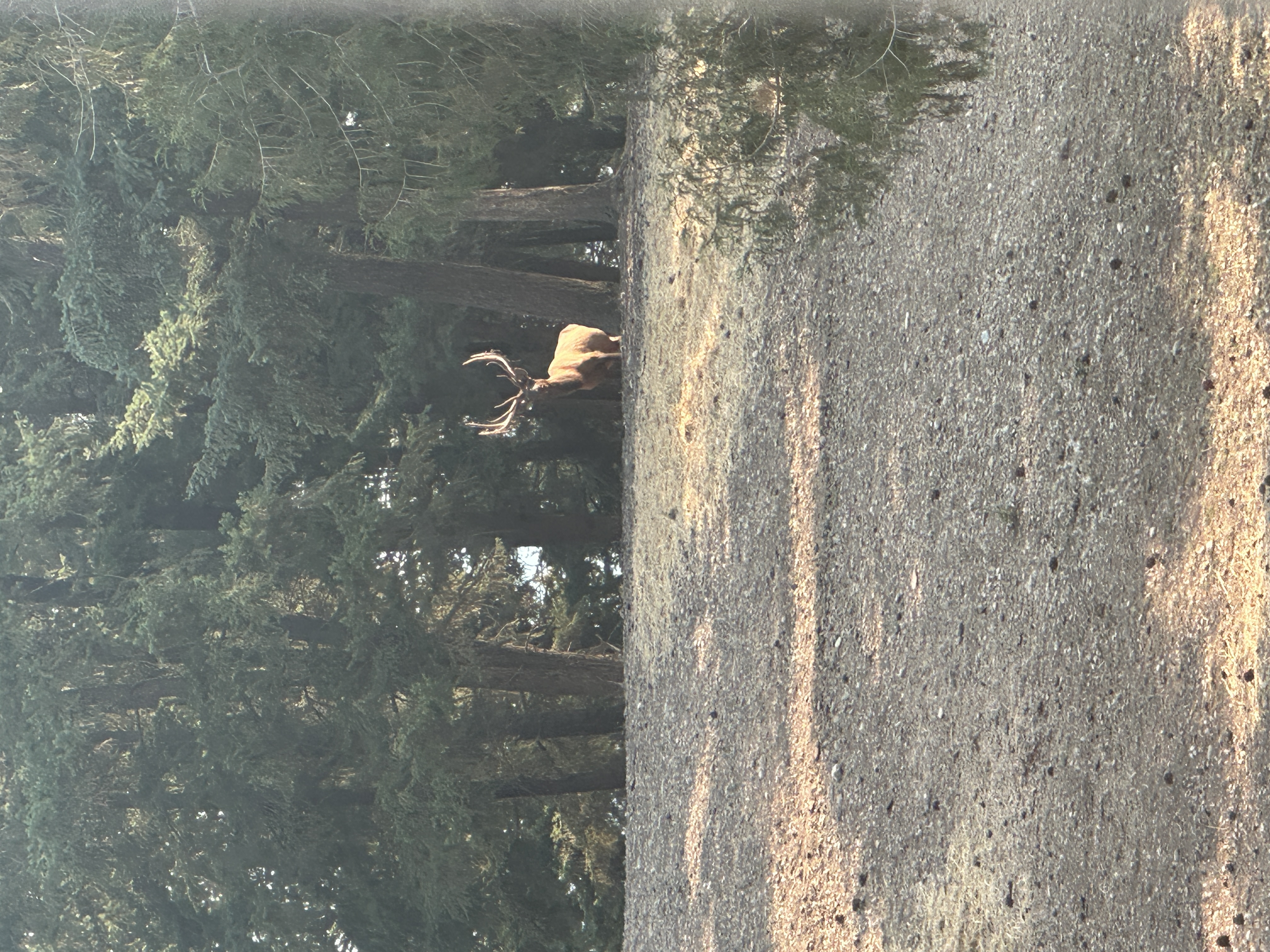 Elk photo 14