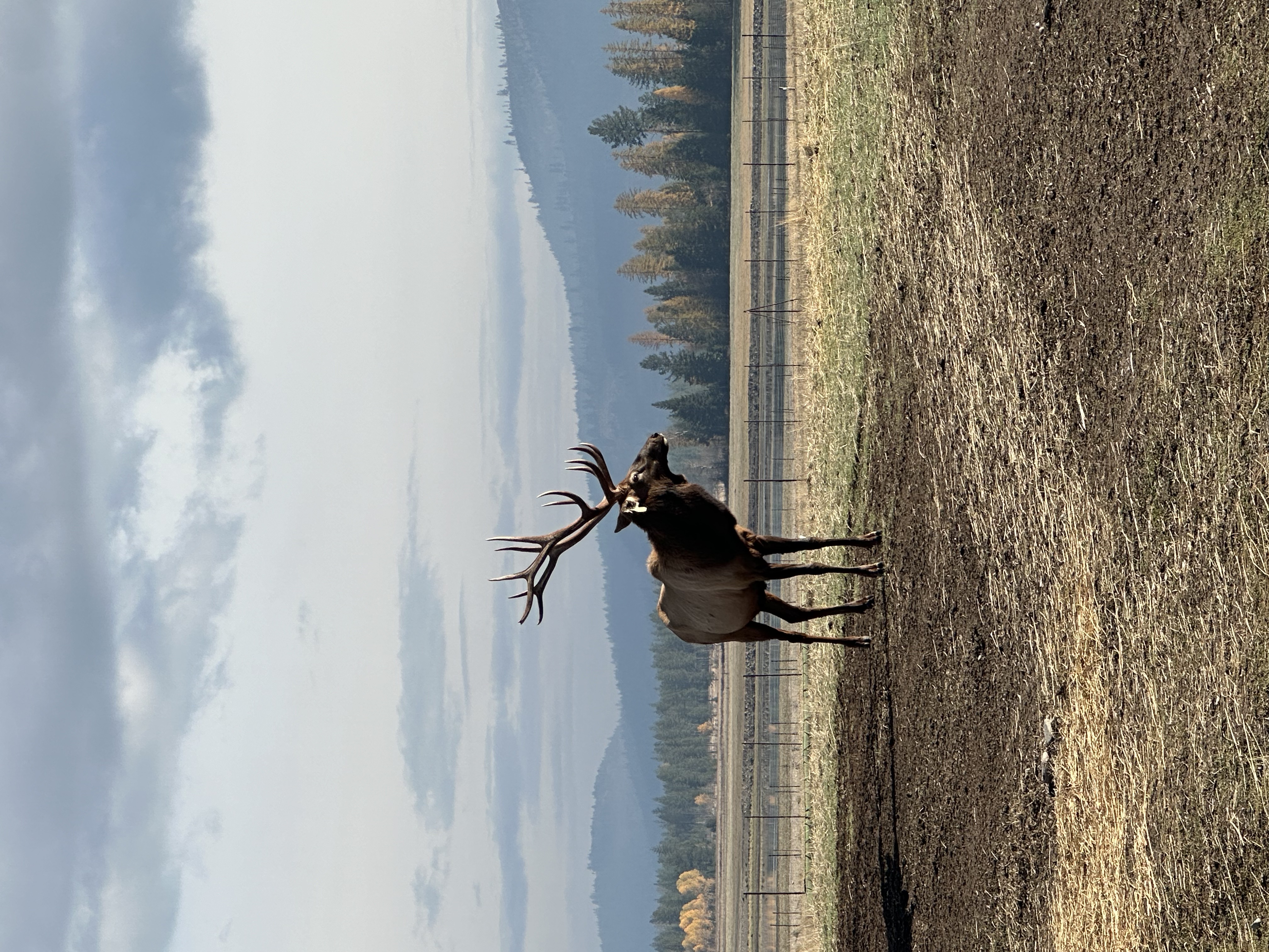 Elk photo 15